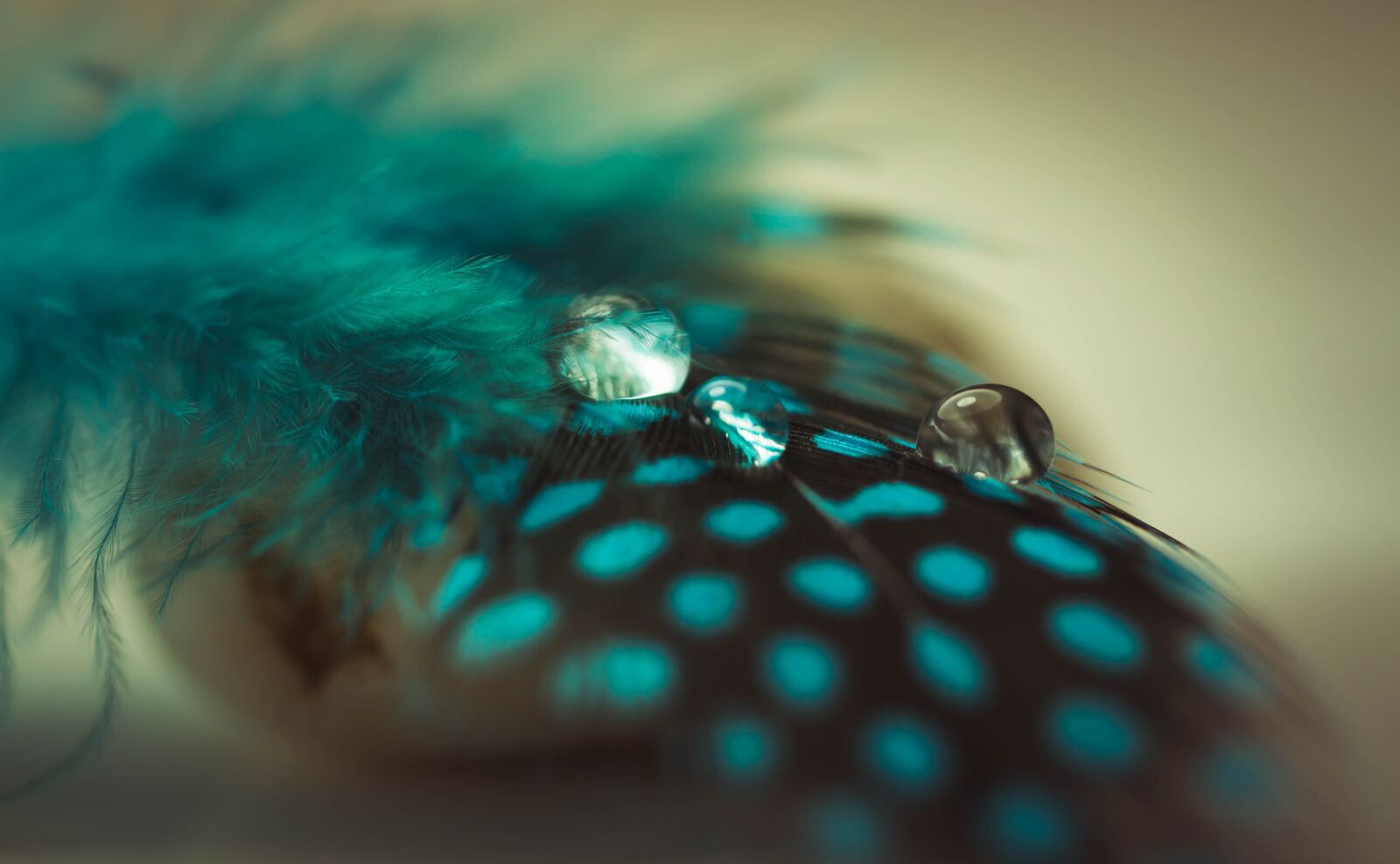 Canon EF 100mm F2.8L Macro IS USM sample photo. Feather, lightweight, drop of photography