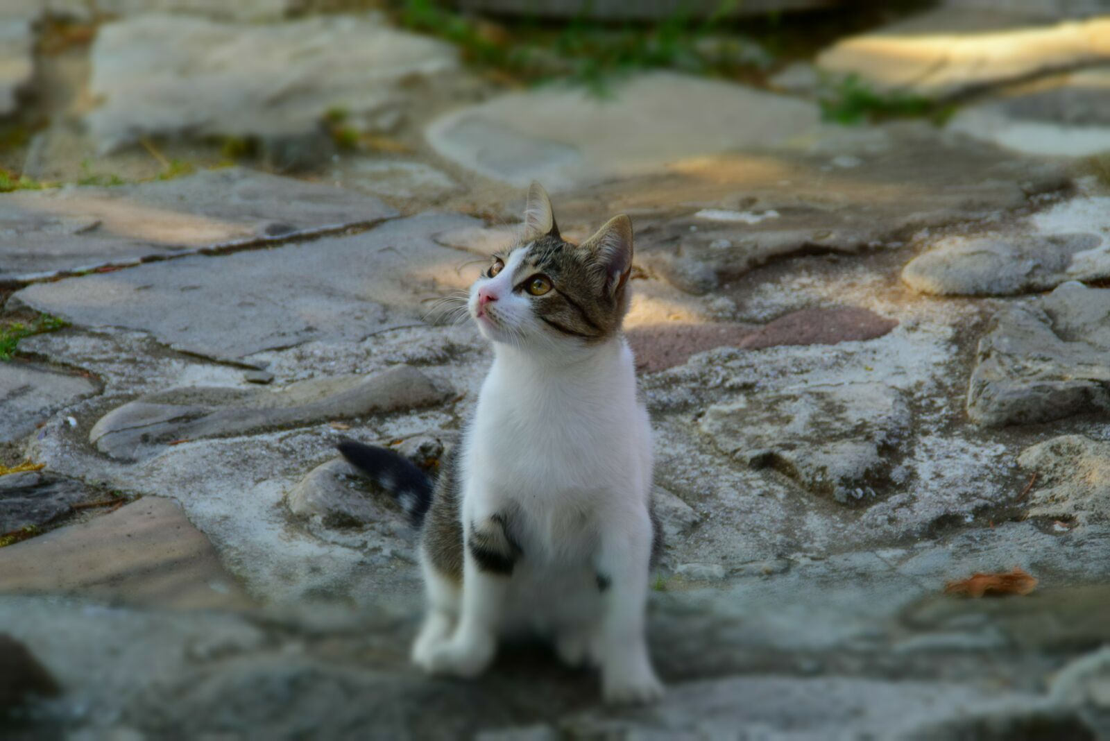 Nikon D5300 sample photo. Cat, white, grey photography
