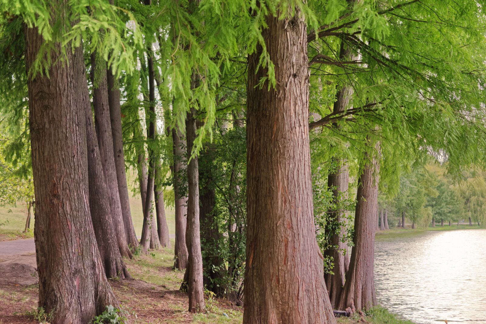 Nikon D5300 sample photo. Trees, trunks, hope you photography