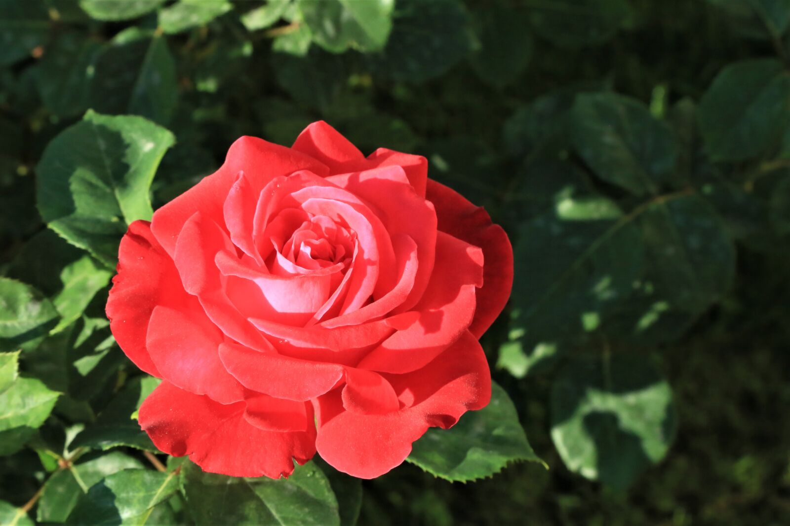 Canon EF 24-105mm F4L IS USM sample photo. Rose, red, spring photography