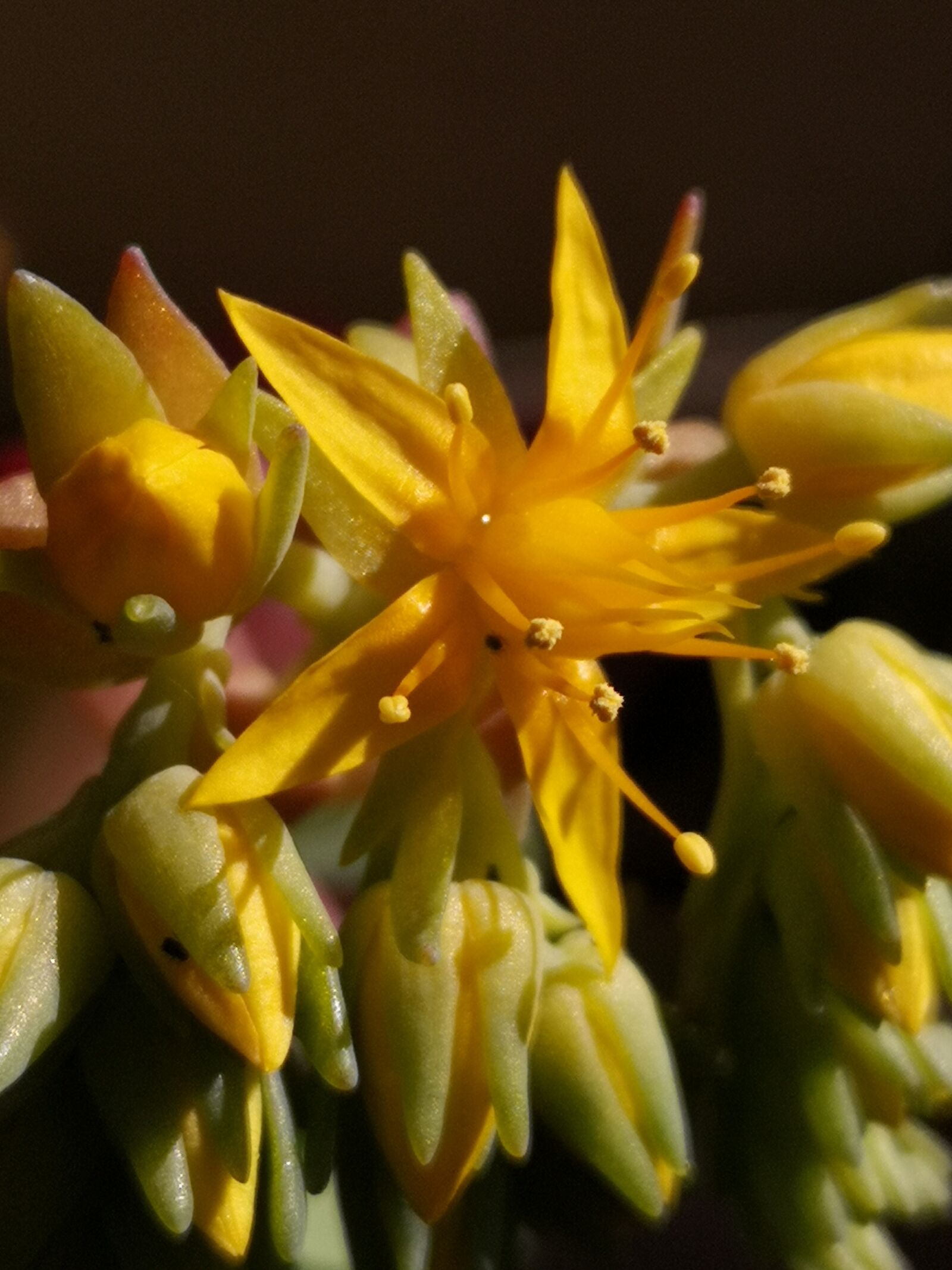 HUAWEI P20 sample photo. Flower, succulents, yellow photography