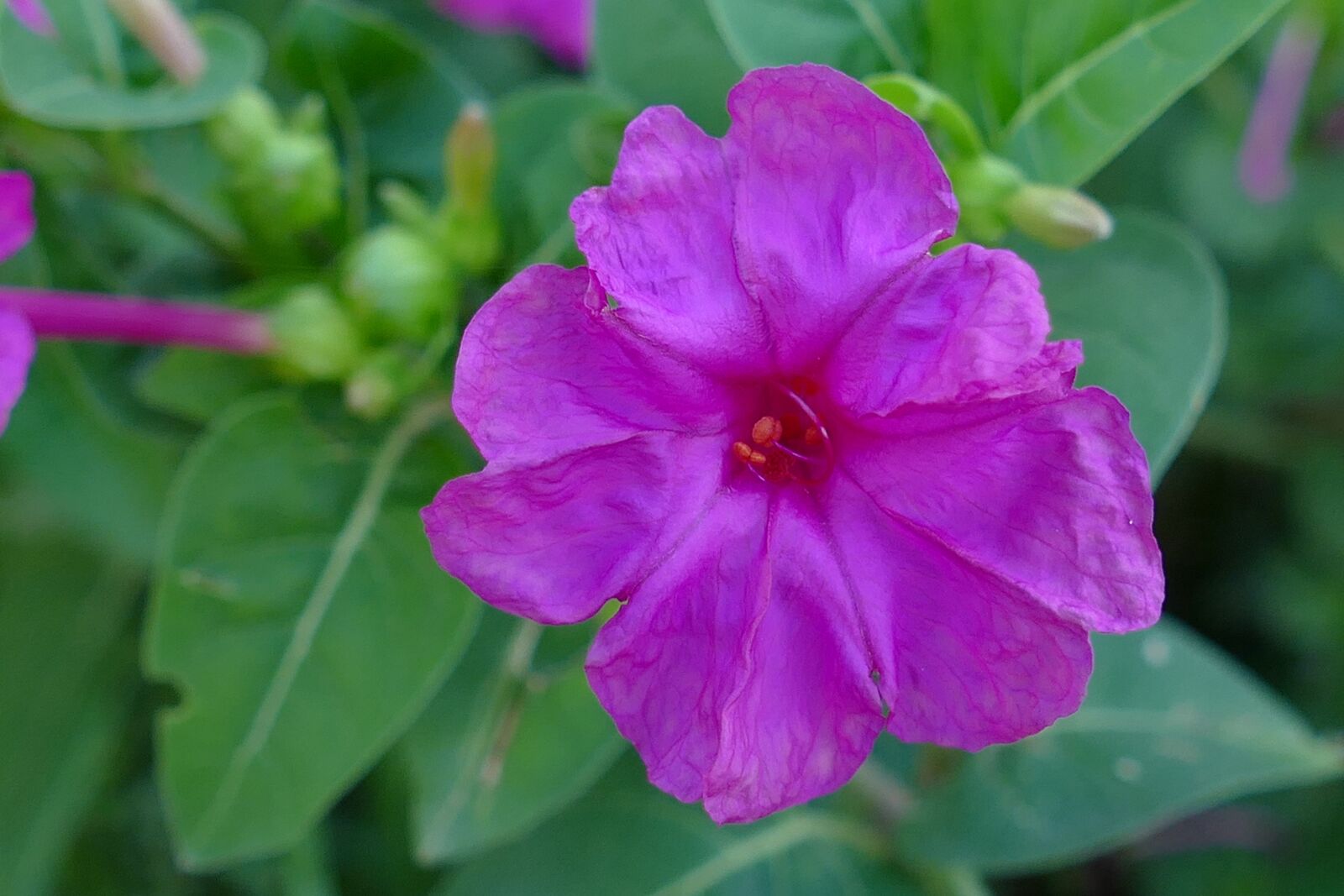 Panasonic Lumix DMC-FZ1000 sample photo. Flower, flora, purple photography