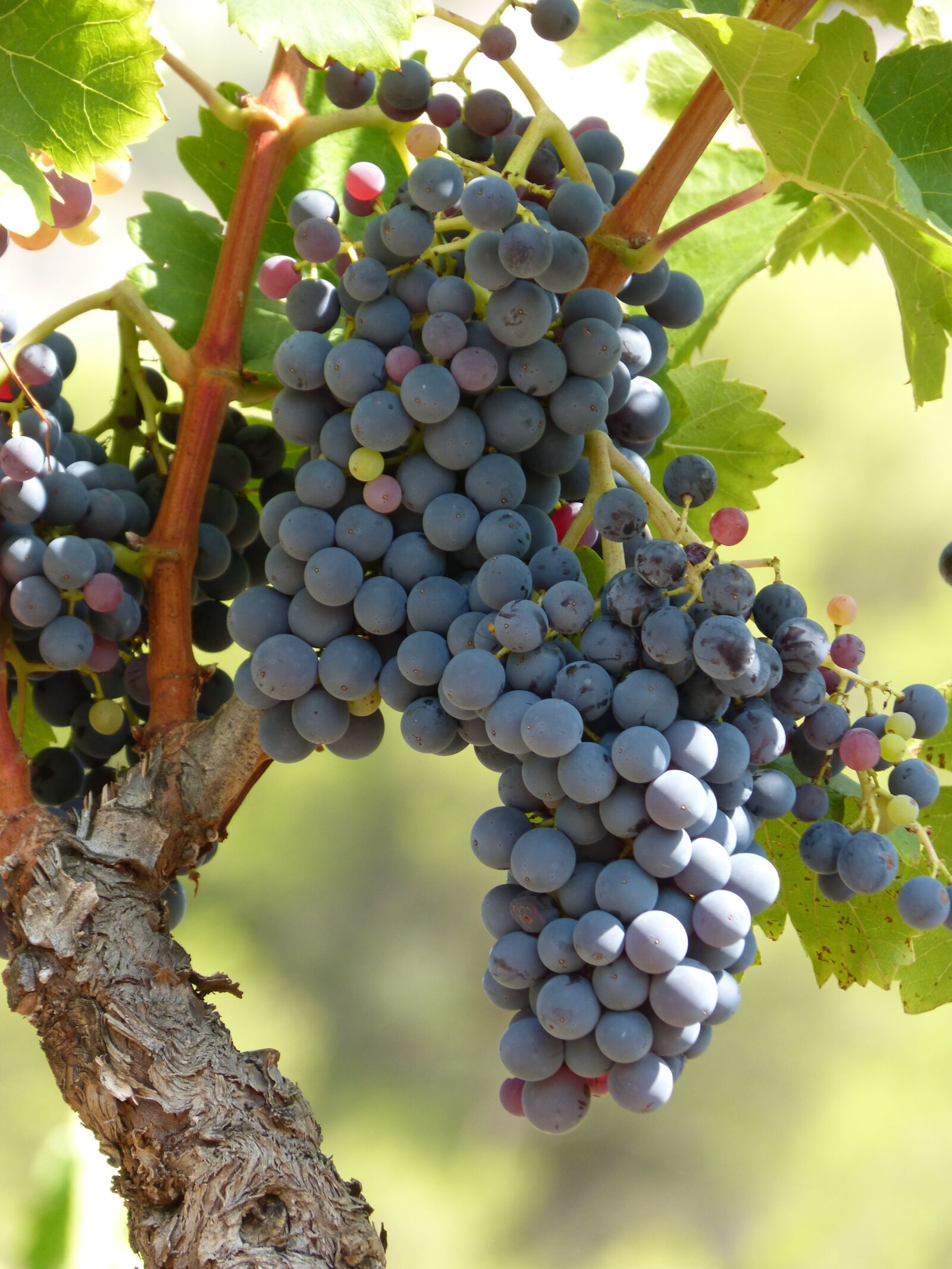 Panasonic DMC-FZ62 sample photo. Vineyard, vine, strain photography