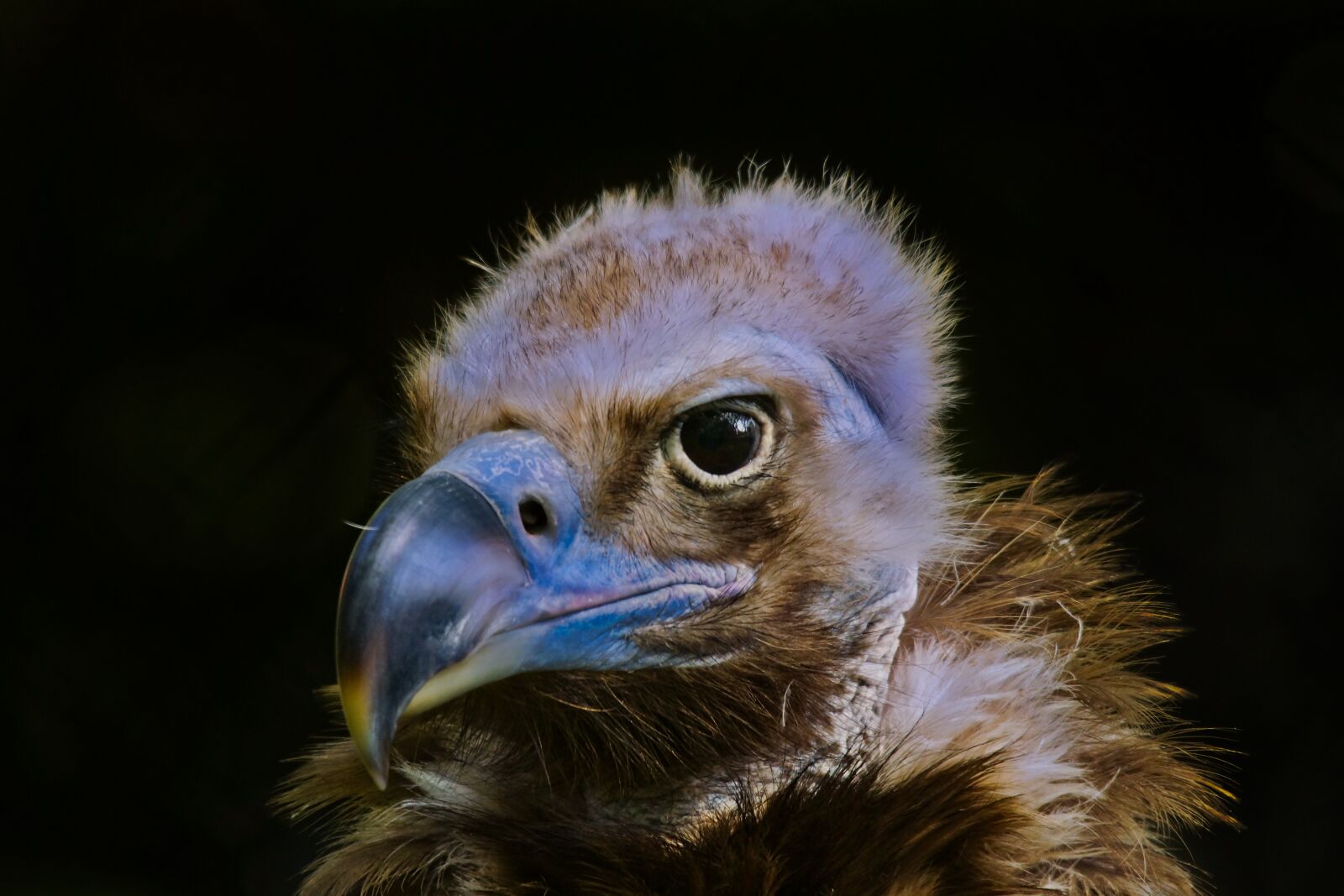Sony SLT-A77 sample photo. Vulture, black, birds photography