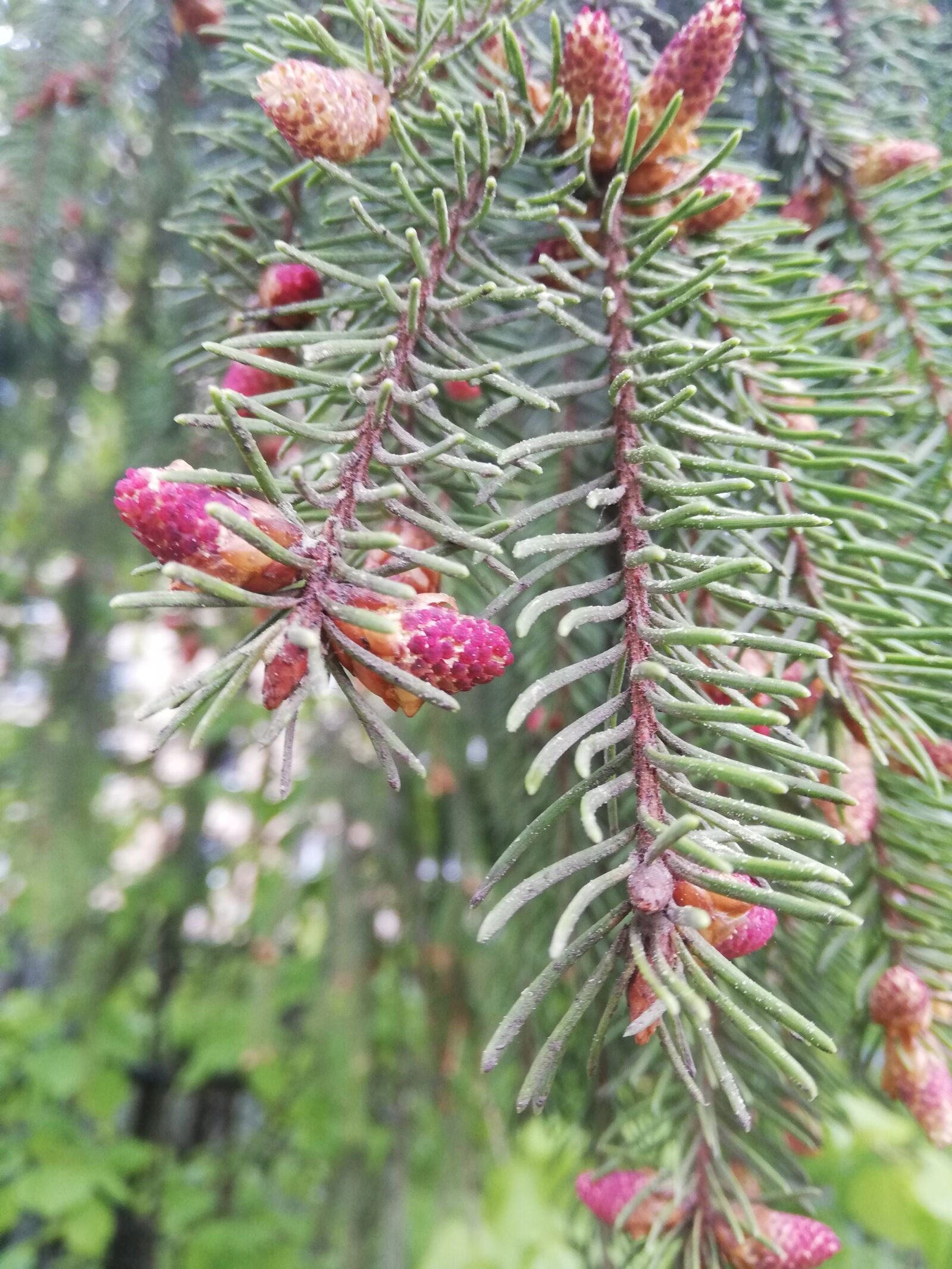 HUAWEI P20 lite sample photo. Branch, pine, cones photography