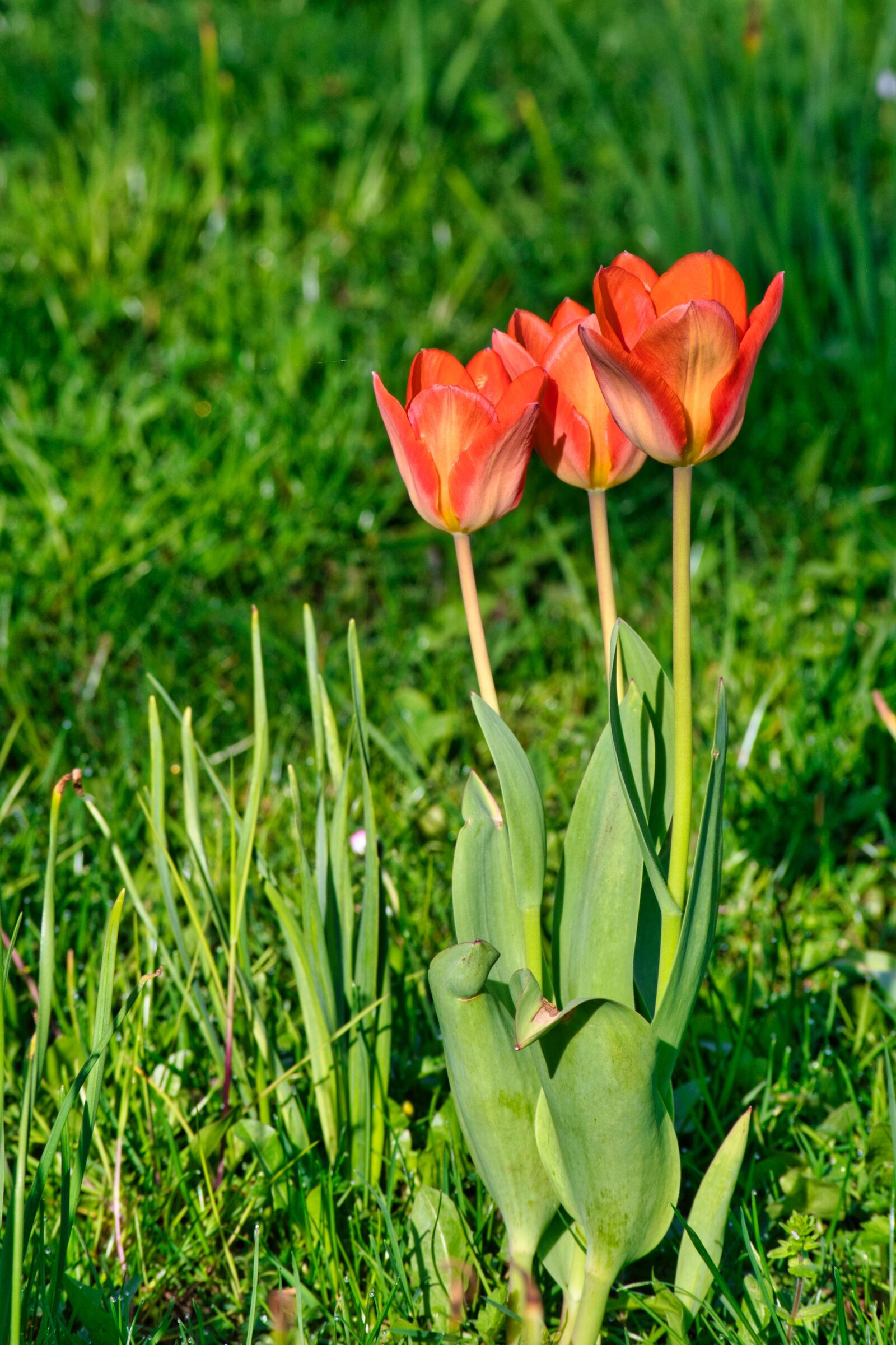Nikon D7500 sample photo. Tulpenbluete, spring, tulip photography