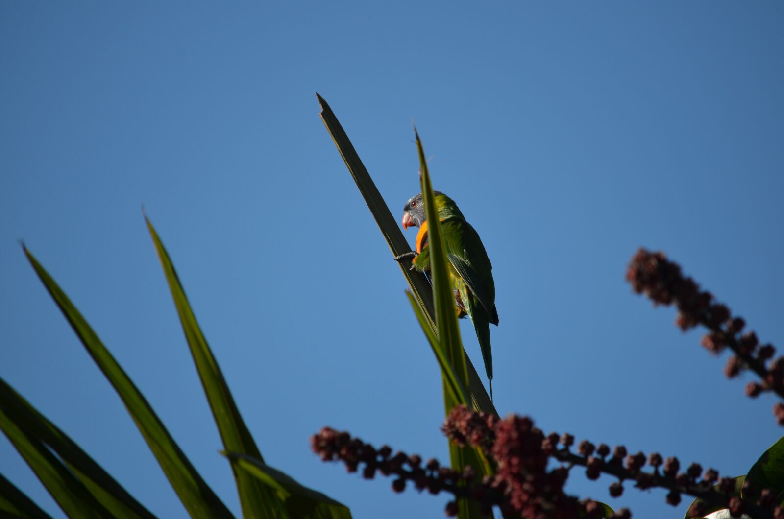 Nikon D5100 sample photo. Rainbow lorikeet, bird, sky photography