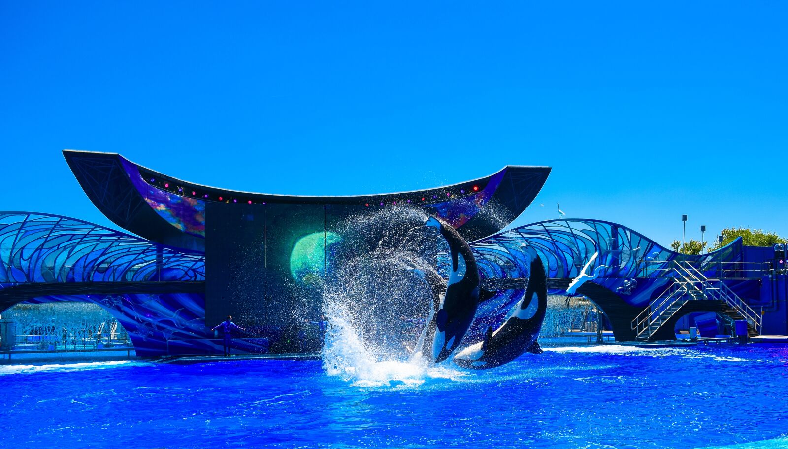 Nikon D7200 sample photo. Orlando, florida, whale photography