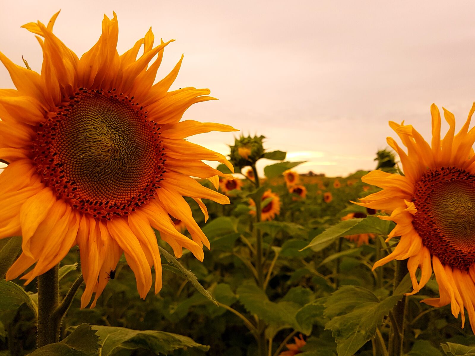 Samsung Galaxy S7 sample photo. Sunflower, yellow, blossom photography