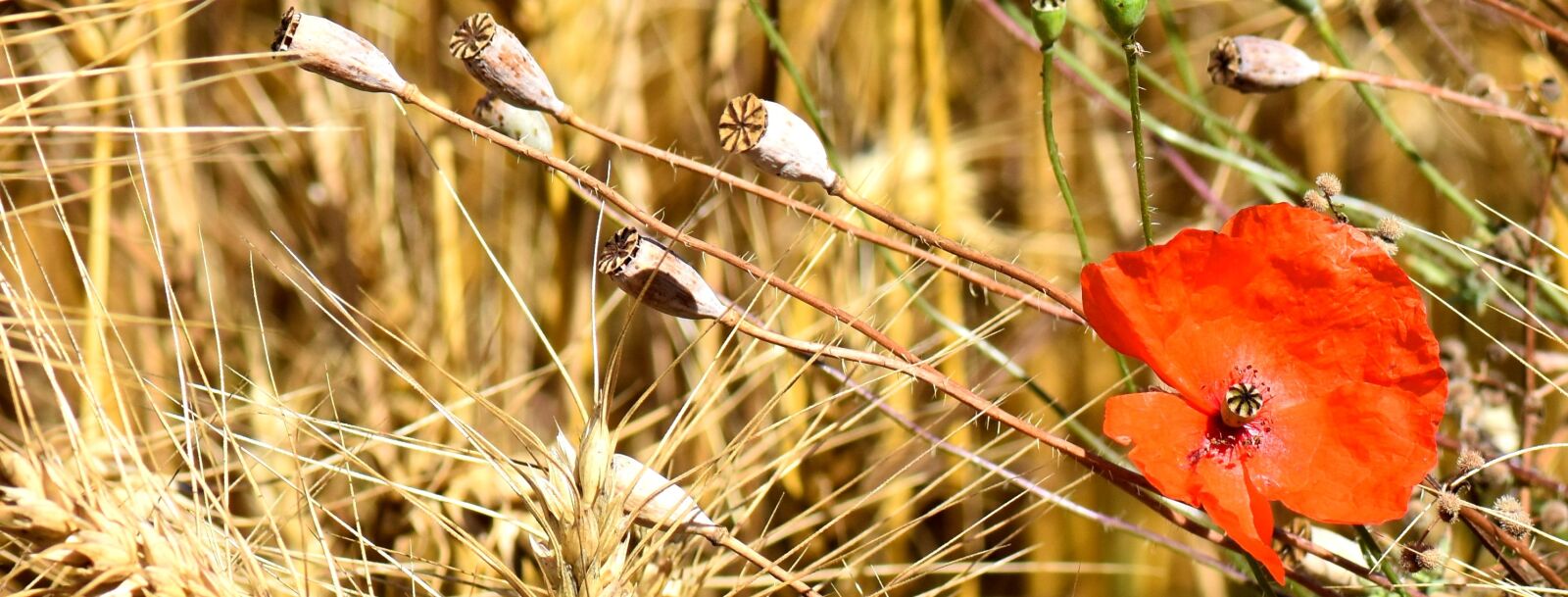Nikon D7200 sample photo. Flower, poppy, wheat photography