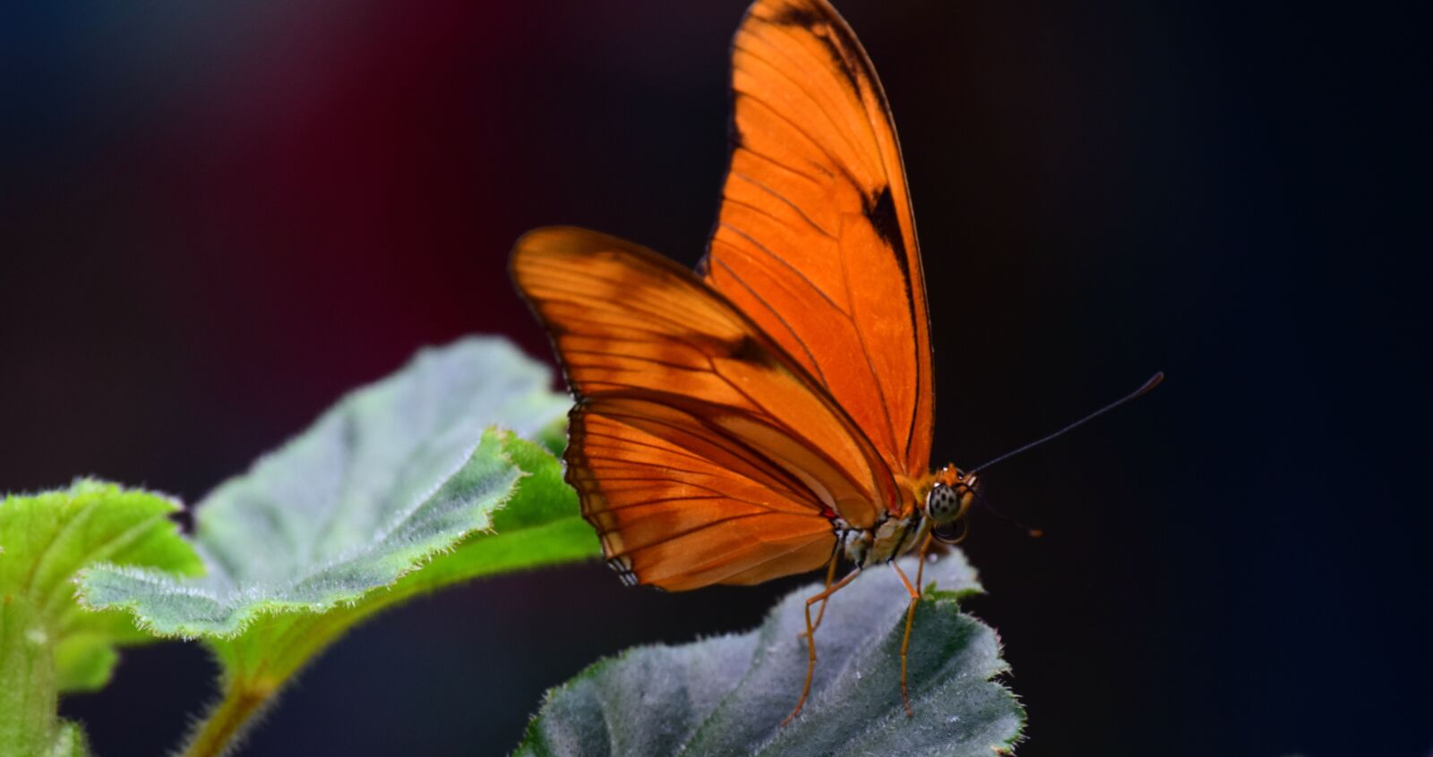 Nikon D3300 sample photo. Julia butterfly, torch, orange photography