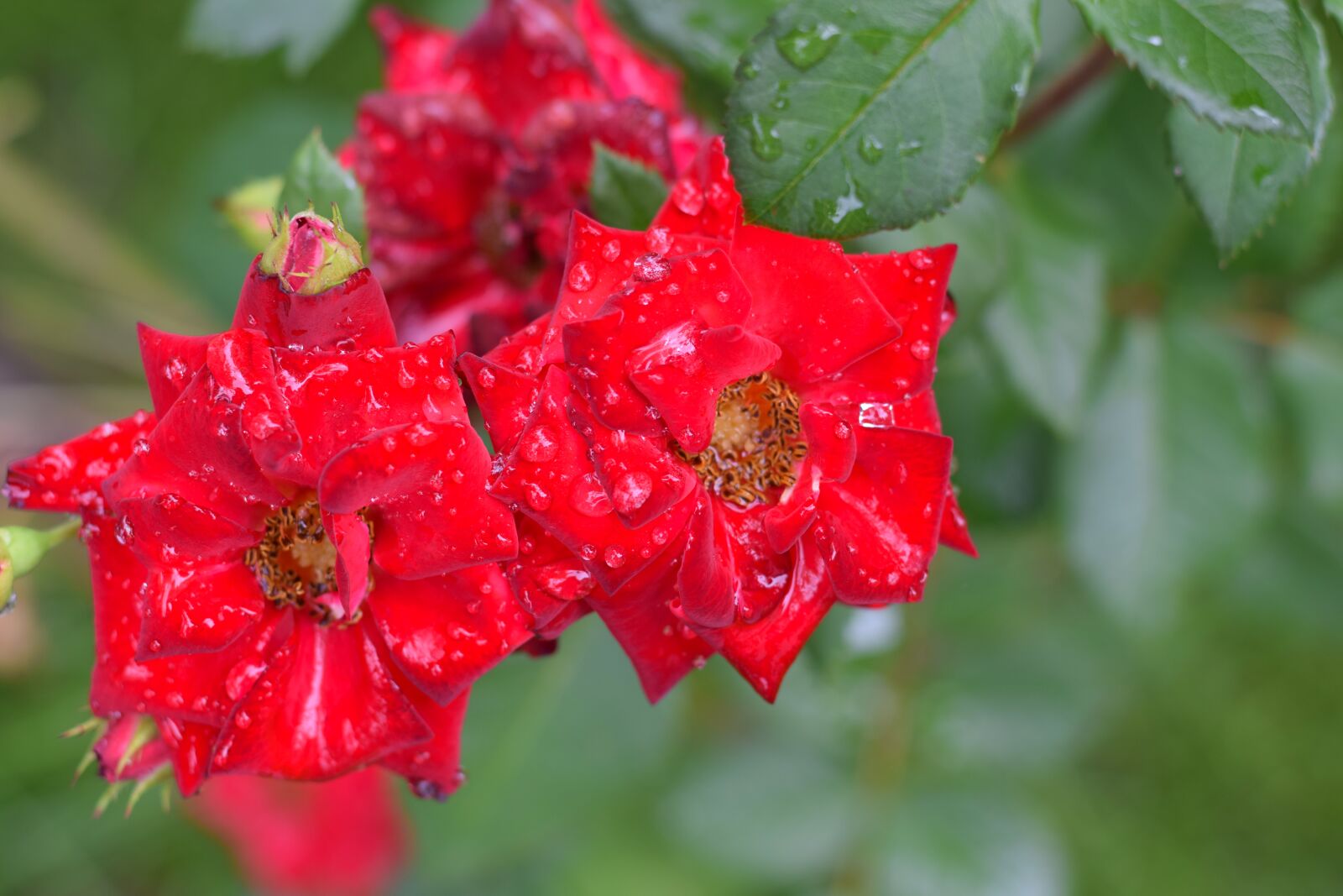 Nikon D3300 sample photo. Rose, flower, petal photography
