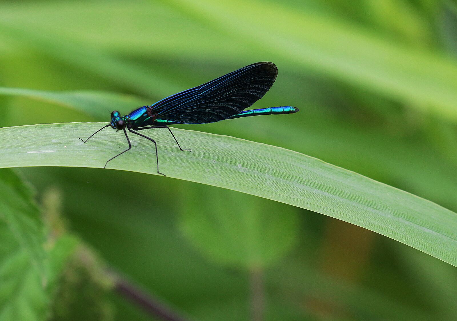Canon EOS 7D Mark II + Canon EF 100-400mm F4.5-5.6L IS II USM sample photo. Demoiselle, insect, dragonfly photography