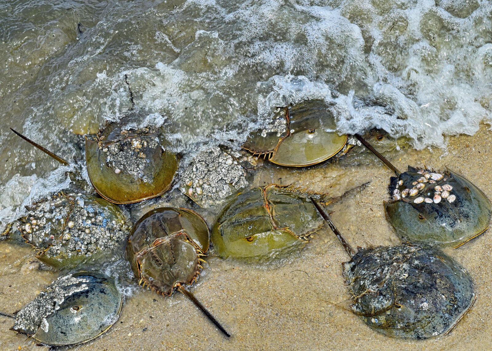 Nikon D3300 sample photo. Horseshoe crab, crustacean, crab photography