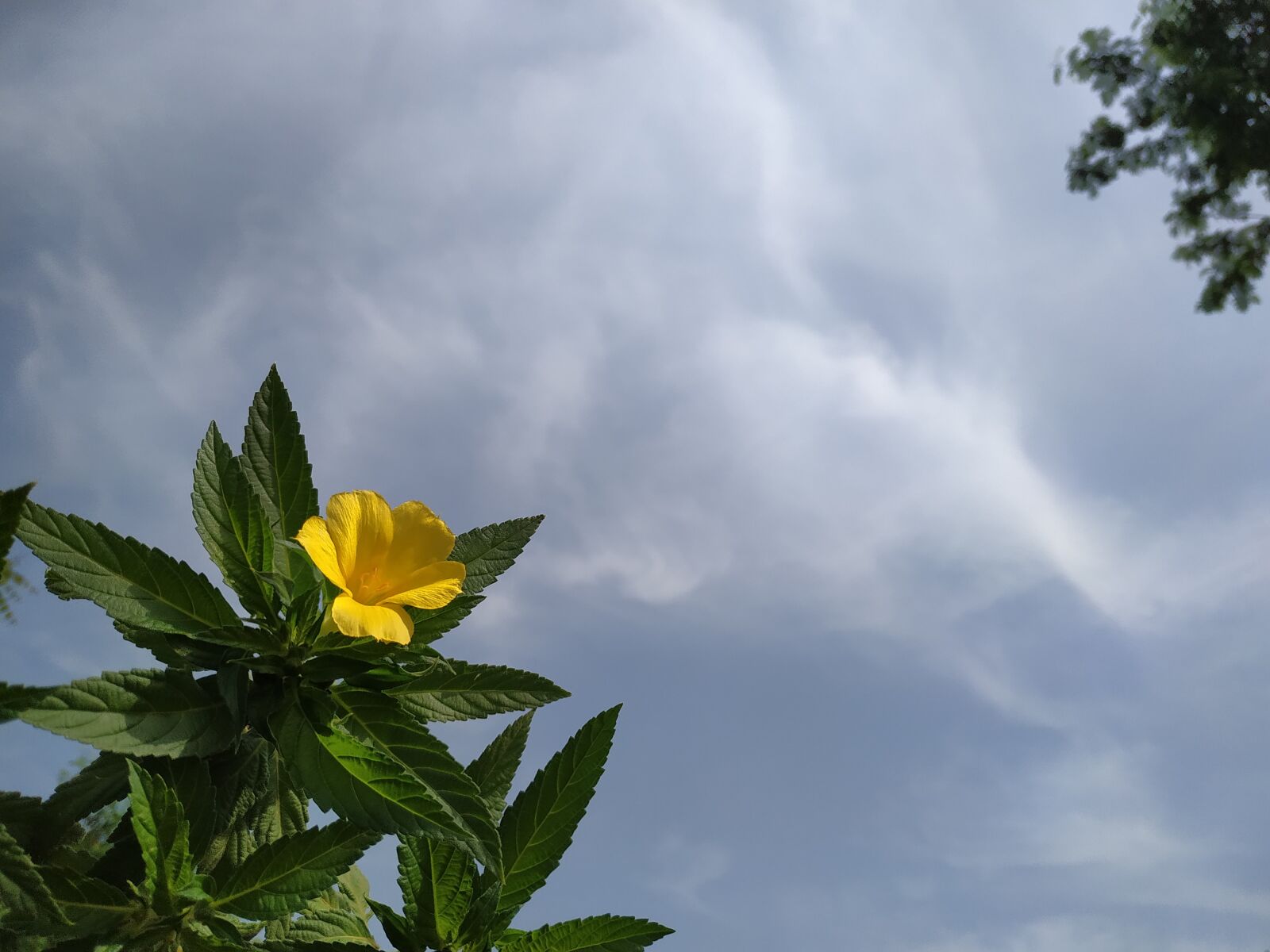 Xiaomi Redmi Note 6 Pro sample photo. Nature, flower, good morning photography