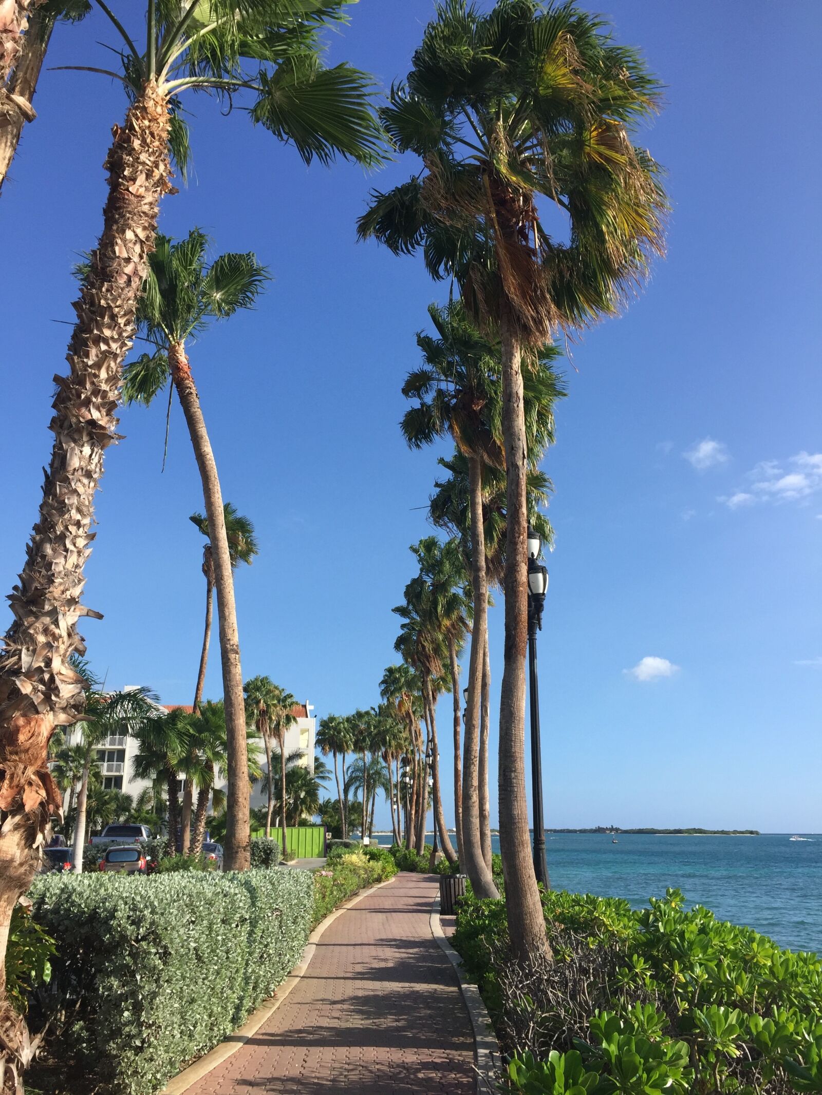 Apple iPhone 6 sample photo. Aruba, beach, caribbean photography