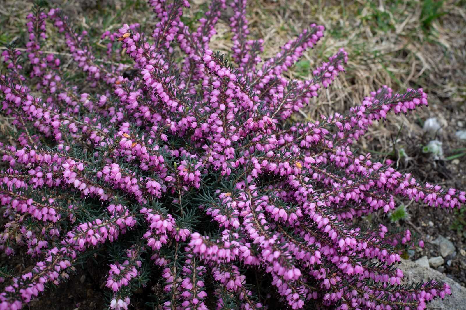 Nikon D7100 sample photo. Plant, flower, garden photography