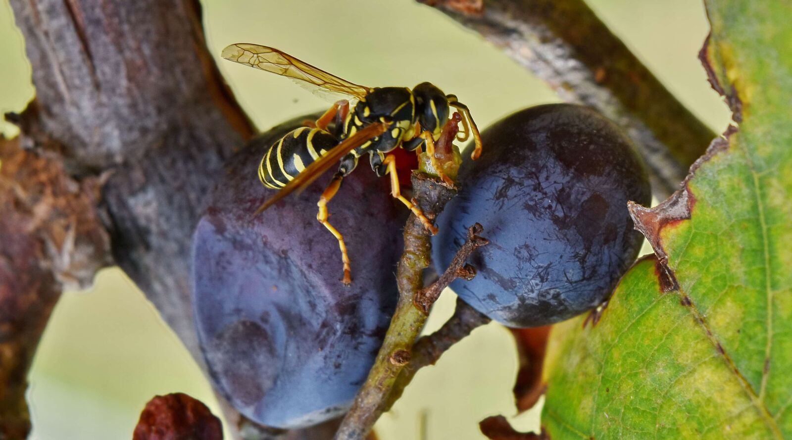 Nikon D5500 sample photo. Close-up, grapes, grapevine, insect photography
