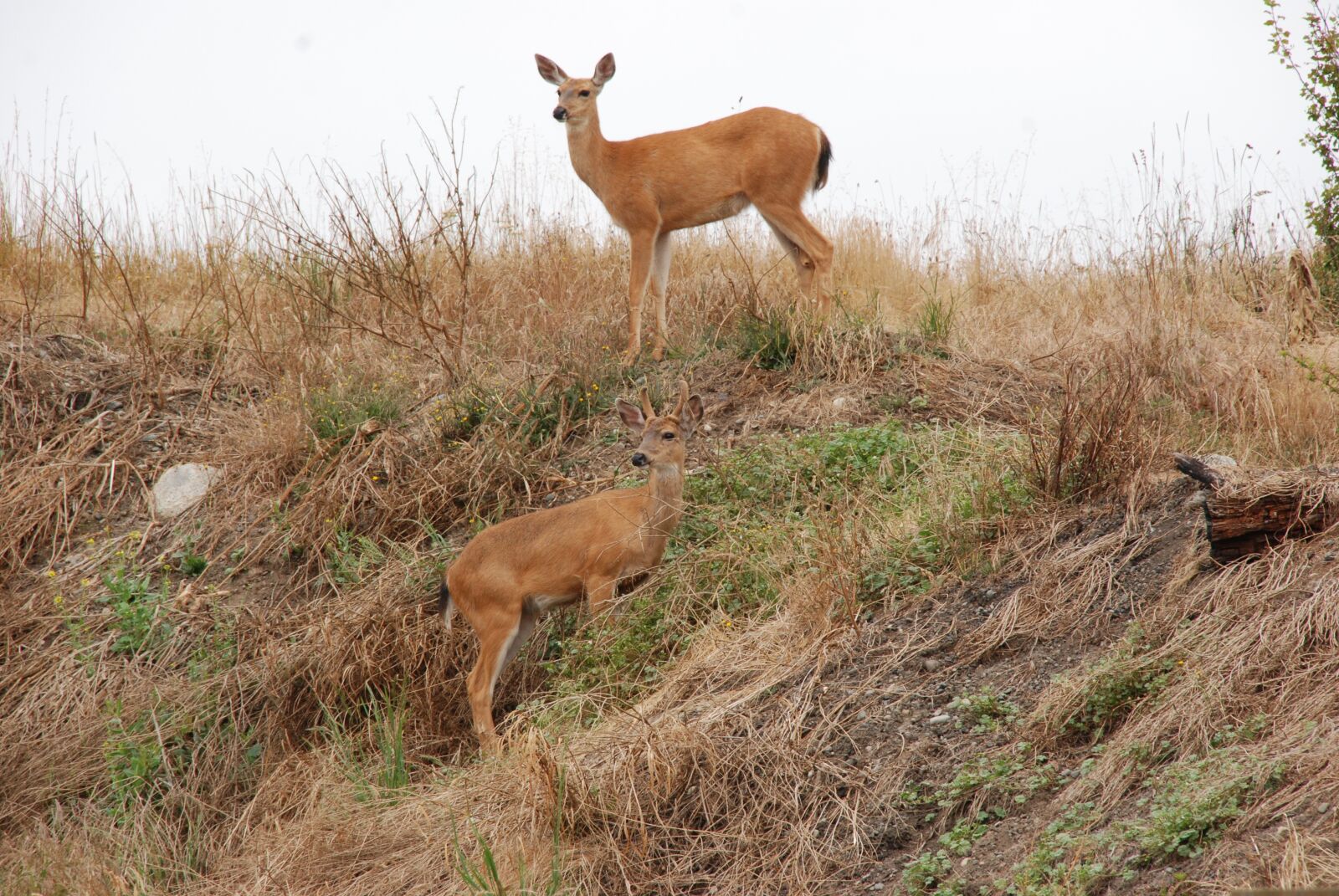 Nikon D80 sample photo. Deer, fauna, mammal photography