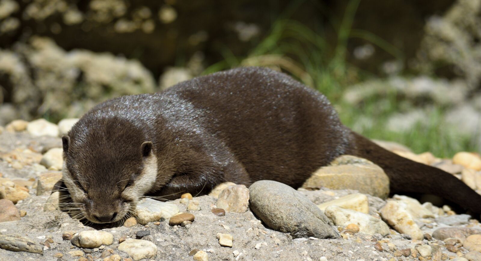 Nikon D3300 sample photo. Sea otter, animal, wildlife photography