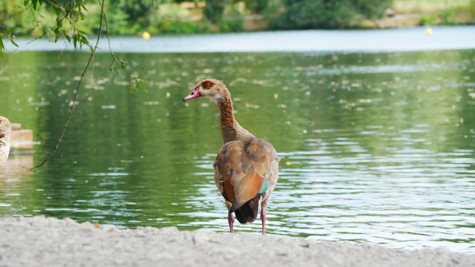 Panasonic Lumix DMC-GX85 (Lumix DMC-GX80 / Lumix DMC-GX7 Mark II) sample photo. Geese, boy, waterfowl photography