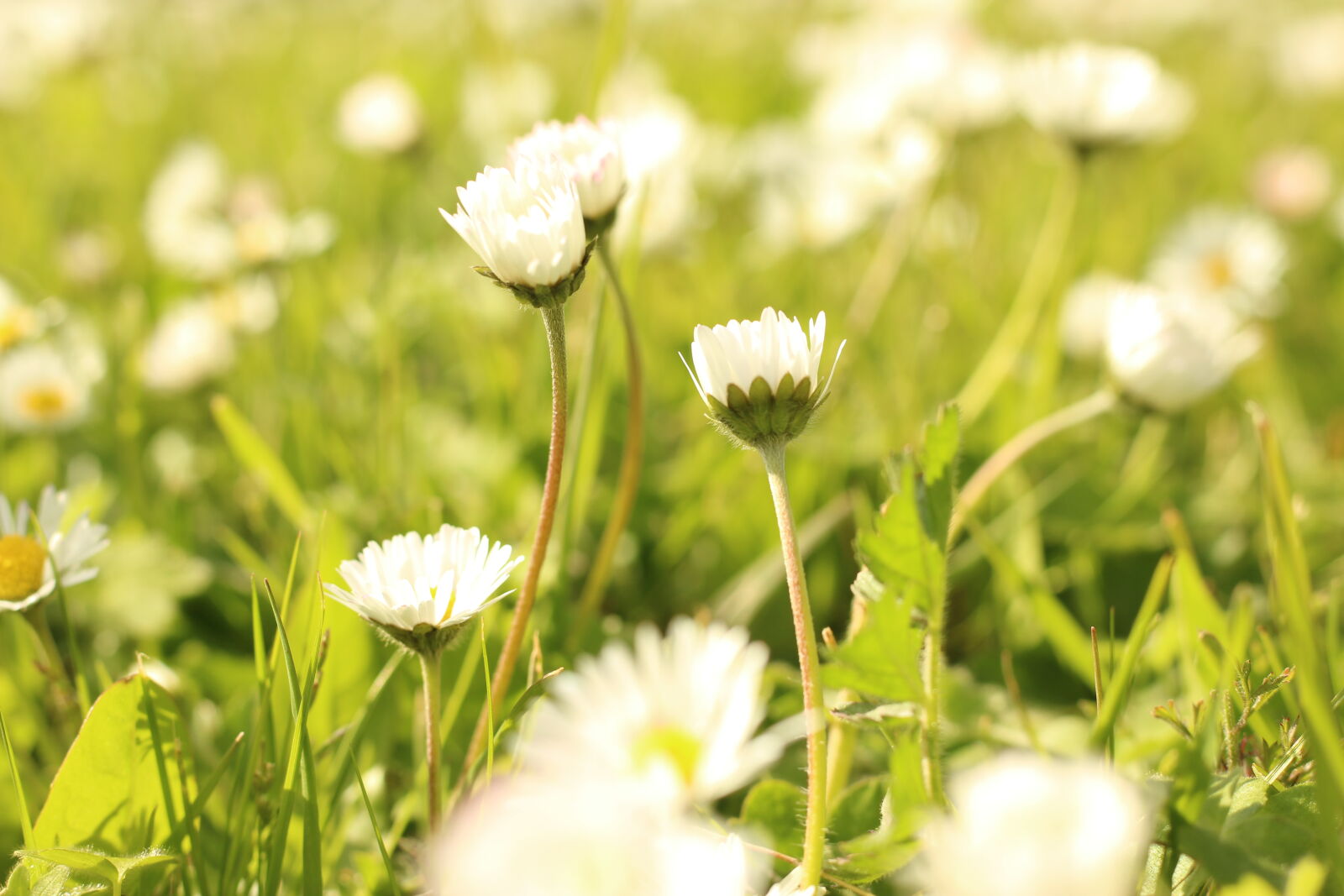 Canon EF 50mm F1.8 STM sample photo. Field, flowers, grass photography