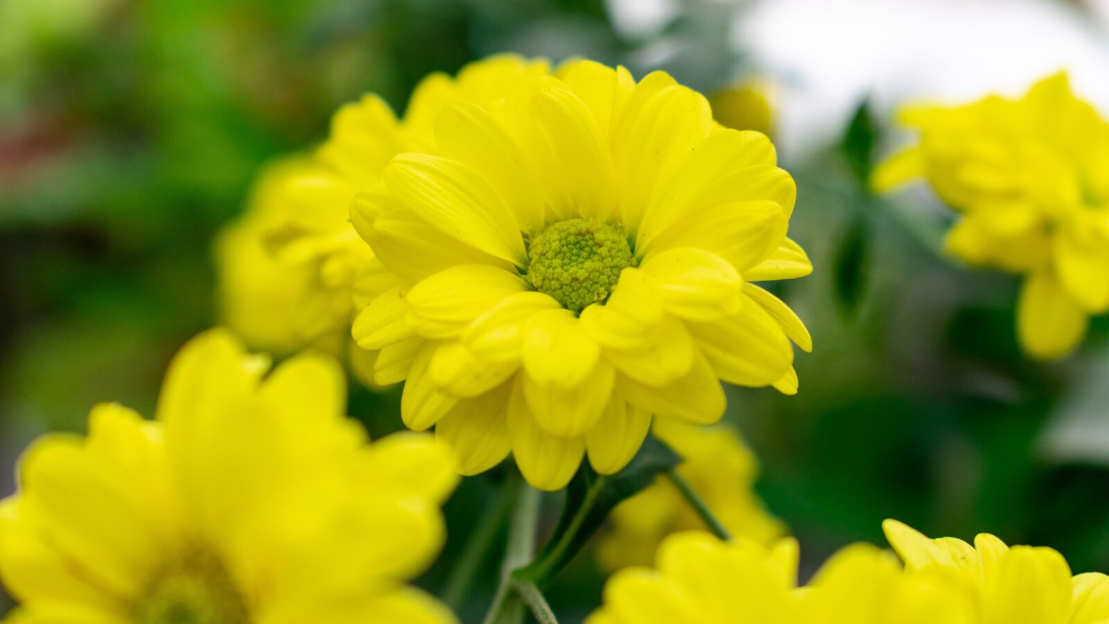 Nikon D5300 sample photo. Flore, bedding plant, garden photography