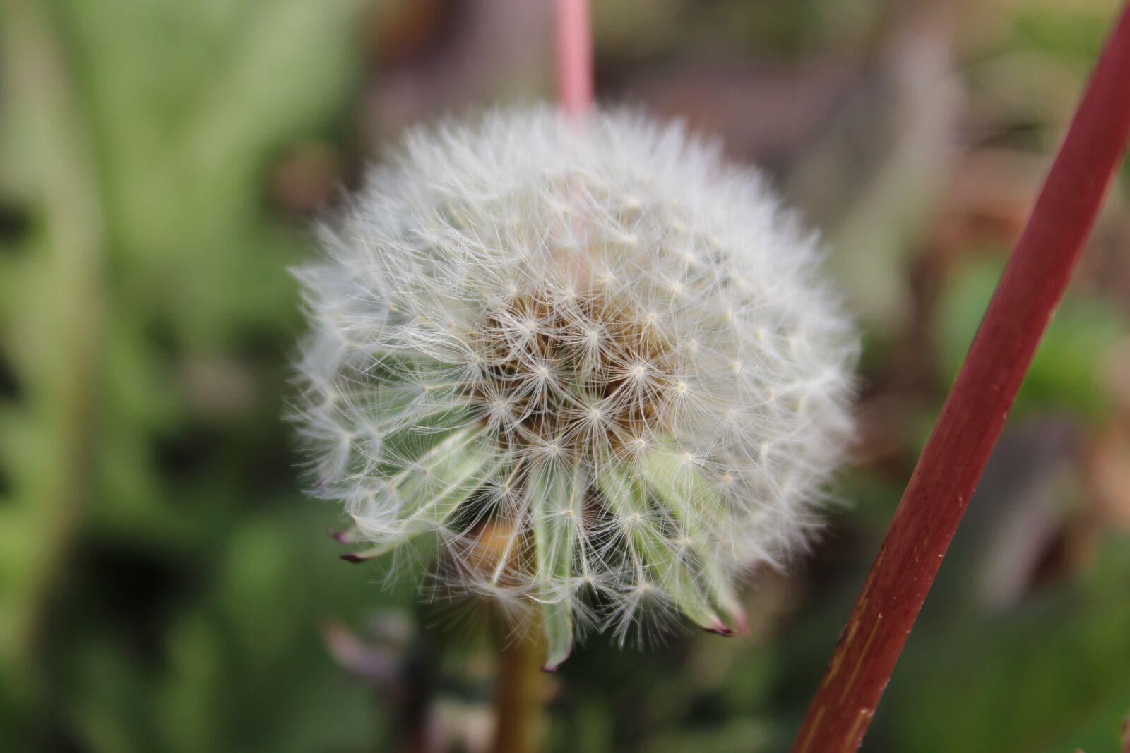 Canon EOS 1200D (EOS Rebel T5 / EOS Kiss X70 / EOS Hi) sample photo. Dandelion, nature, flower photography