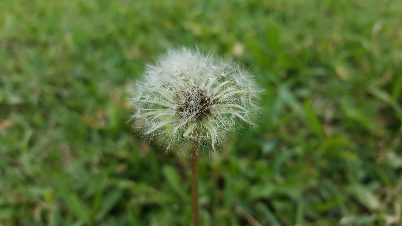 Samsung GALAXY S6 edge sample photo. Nature, taraxacum, summer photography