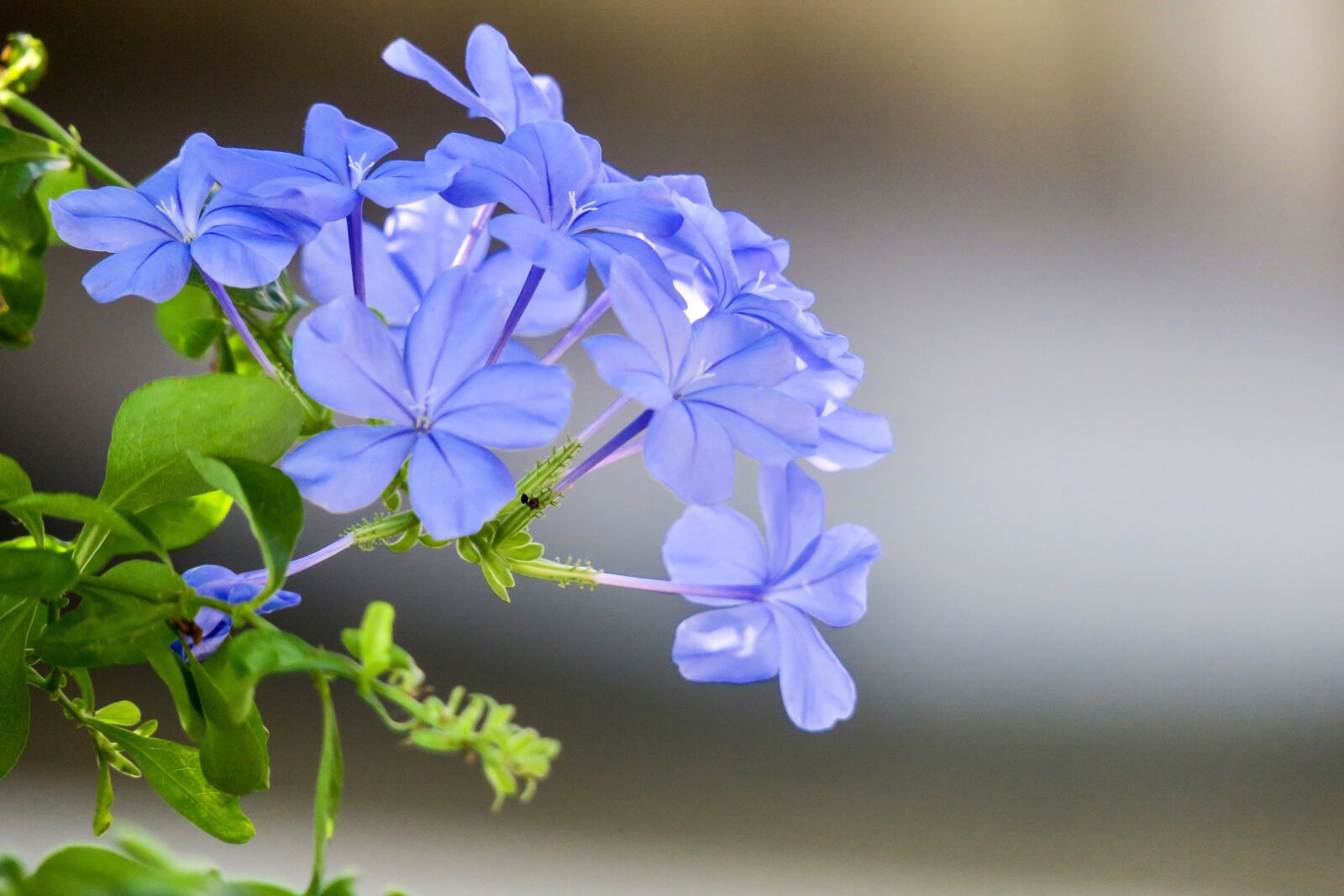 Canon PowerShot G3 X sample photo. Blue flower dan, flower photography