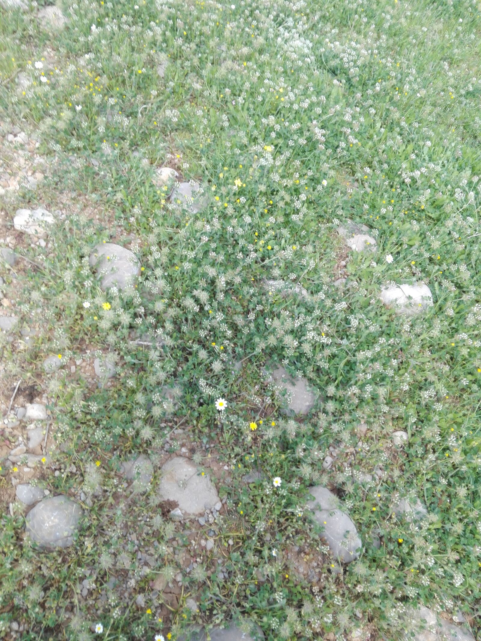 HUAWEI P8 Lite sample photo. Nature, ground, land photography
