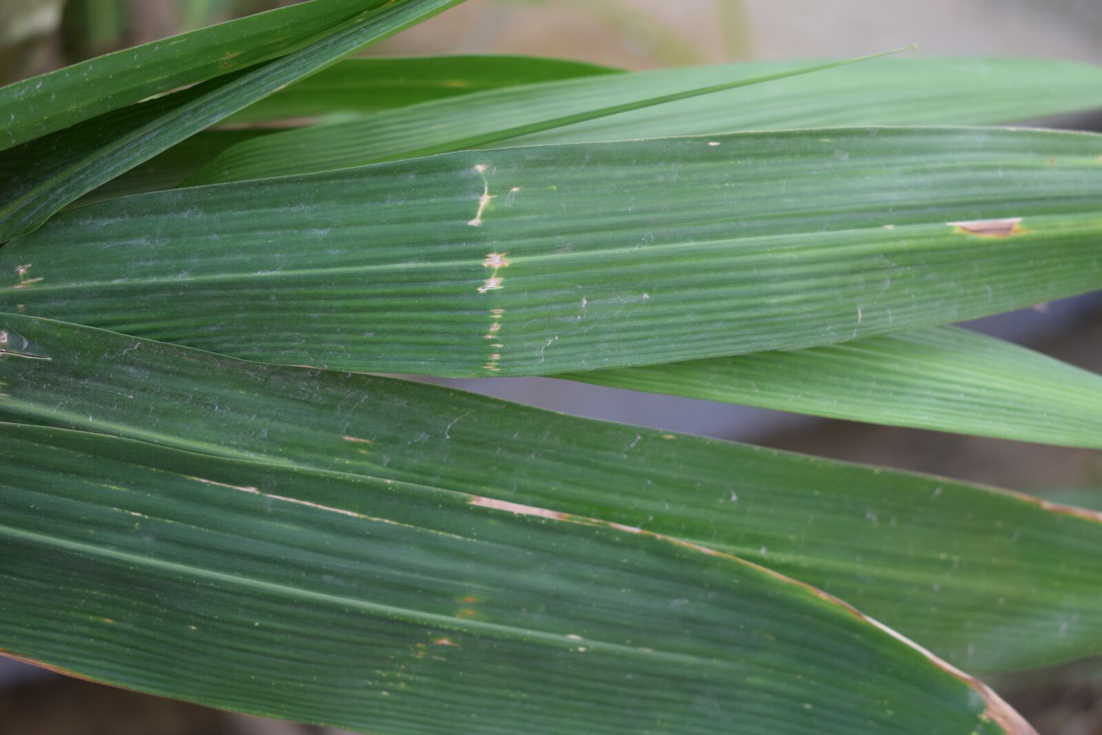 Nikon D5300 sample photo. Leaf, green, leaves photography