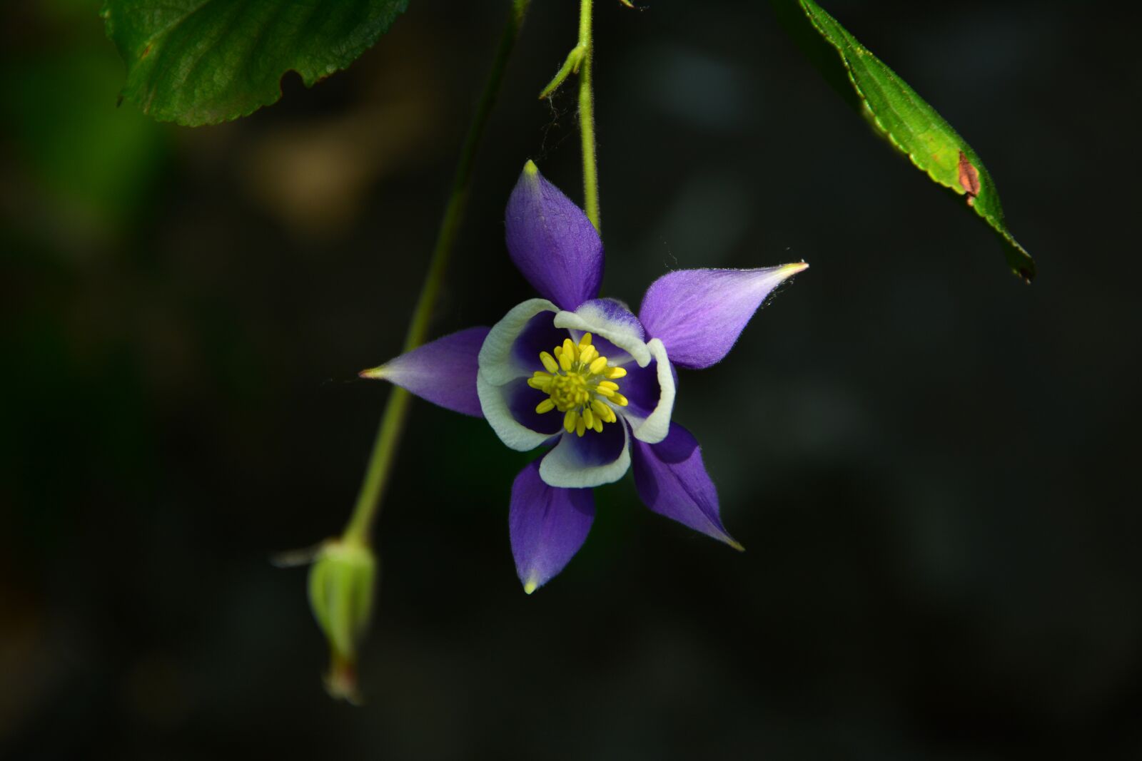 Nikon D7100 sample photo. Flower, haseki earrings, purple photography