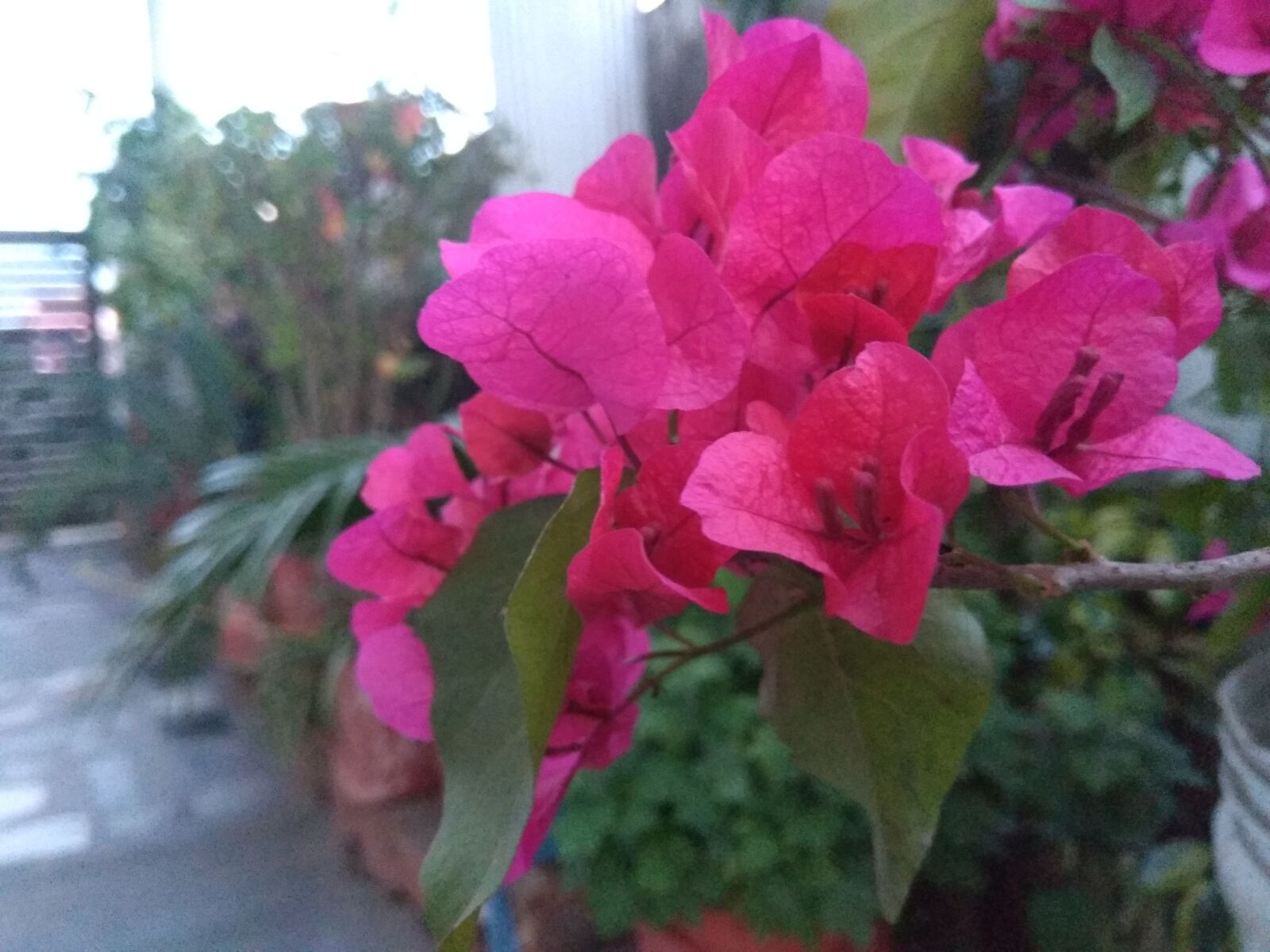 Xiaomi Redmi Note 4 sample photo. Pink flower, nature, blissful photography