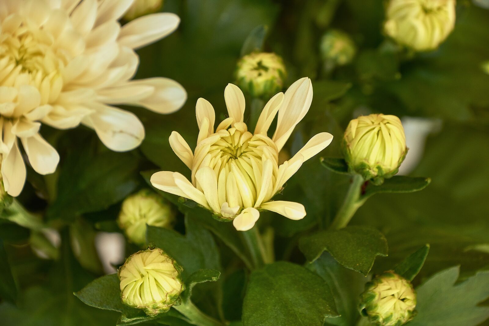 Nikon D7200 sample photo. Flower, garden, flora photography
