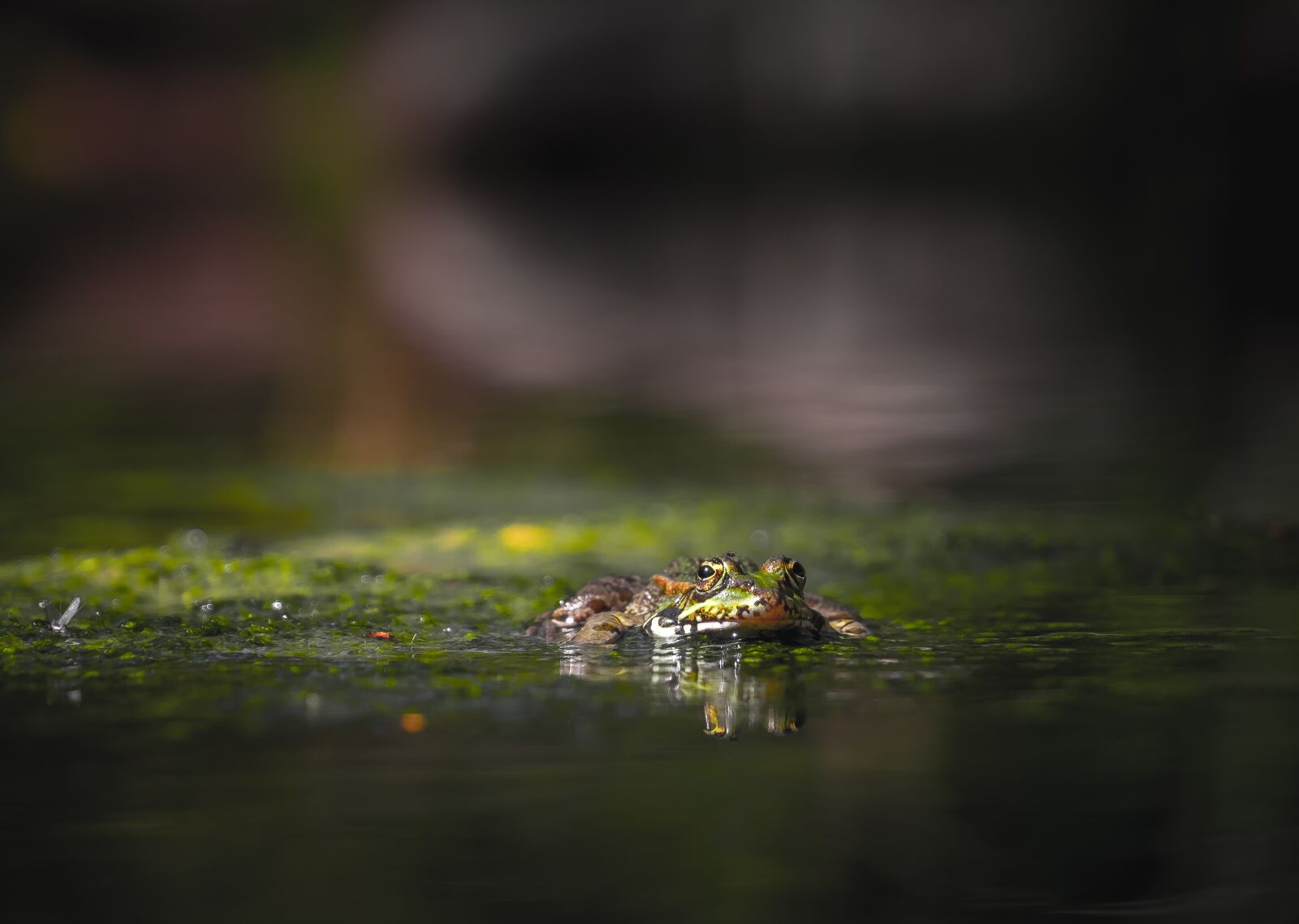 Fujifilm XF 18-135mm F3.5-5.6 R LM OIS WR sample photo. Frog, reptiles, moss photography