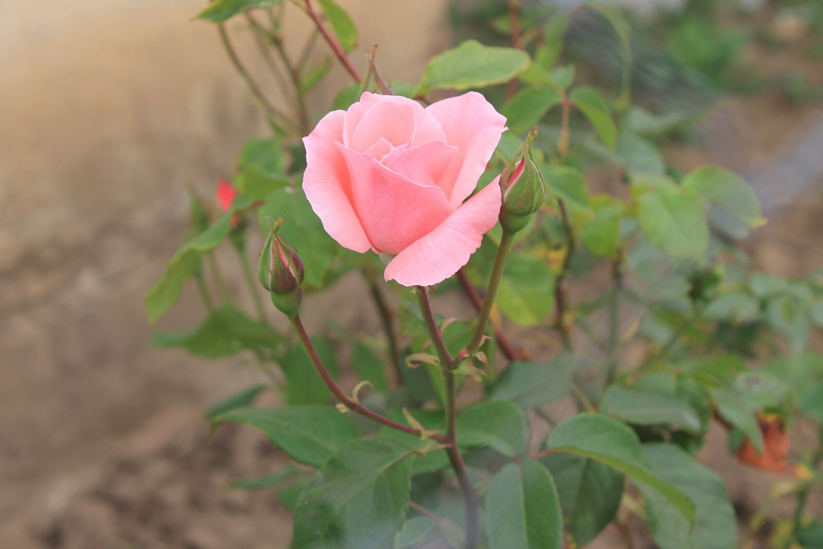 Canon EOS 1100D (EOS Rebel T3 / EOS Kiss X50) sample photo. Rose, pink roses, nature photography
