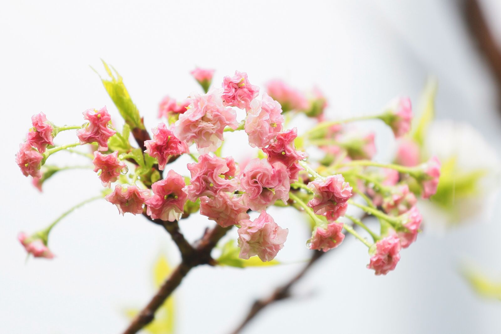 Canon EOS 500D (EOS Rebel T1i / EOS Kiss X3) sample photo. Plant, cherry blossoms, chrysanthemum photography