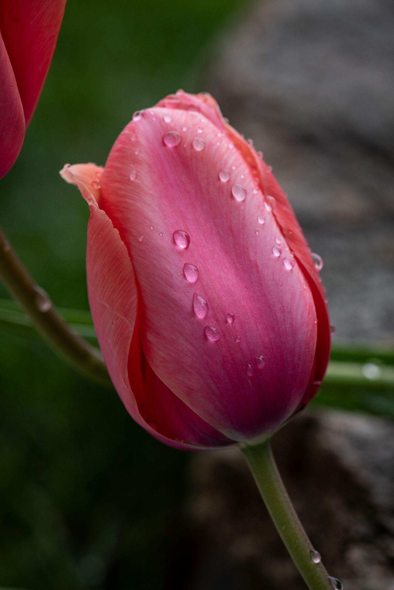 Nikon D750 sample photo. Tulip, blossom, bloom photography