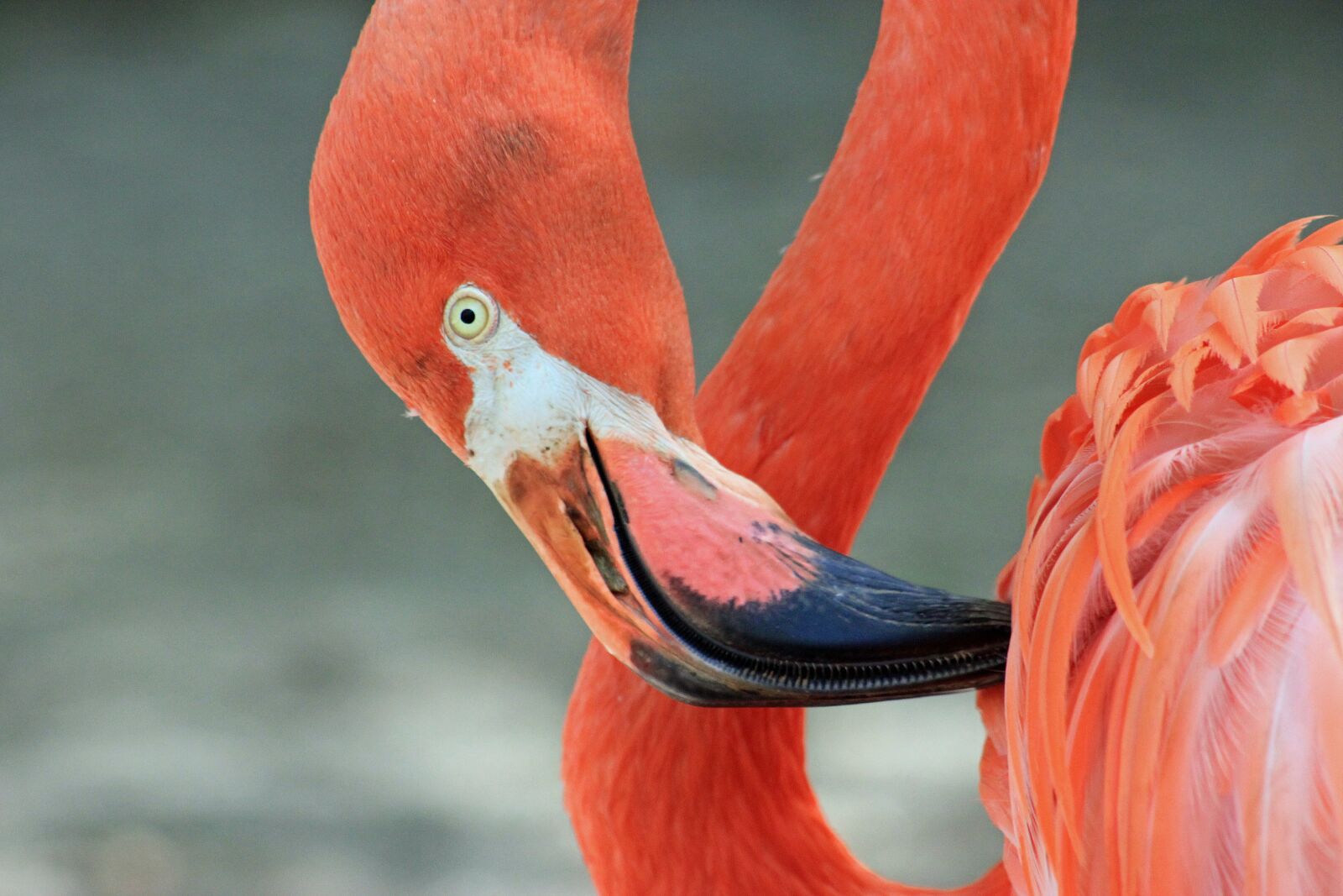 Canon EOS 550D (EOS Rebel T2i / EOS Kiss X4) sample photo. Flamingo, bird, nature photography