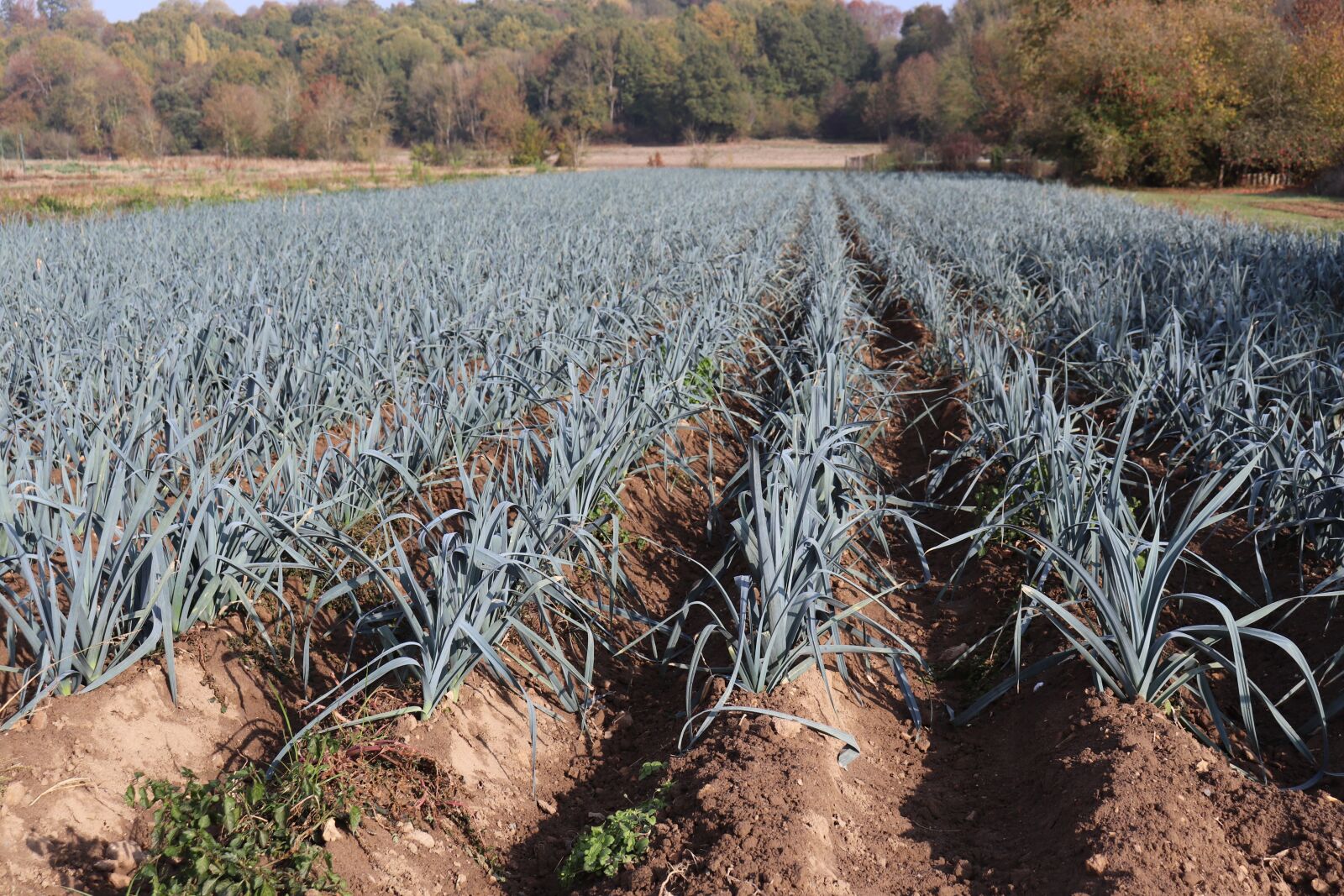 Canon EOS 800D (EOS Rebel T7i / EOS Kiss X9i) sample photo. Leeks, fields, gardening photography