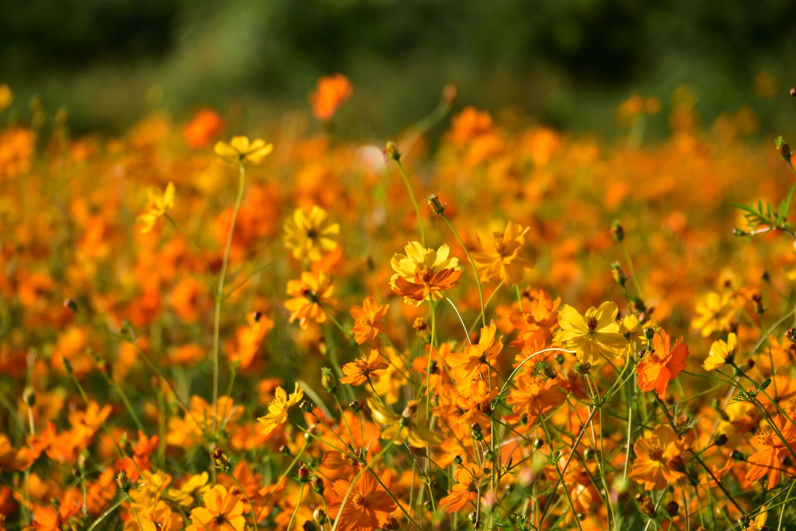 Nikon D5500 sample photo. Flowers, landscape, nature photography