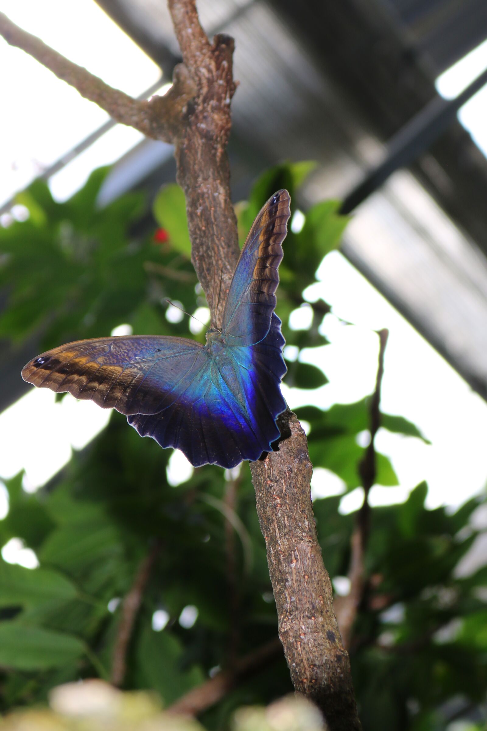 Canon EOS 750D (EOS Rebel T6i / EOS Kiss X8i) sample photo. Butterfly, blue, branch photography