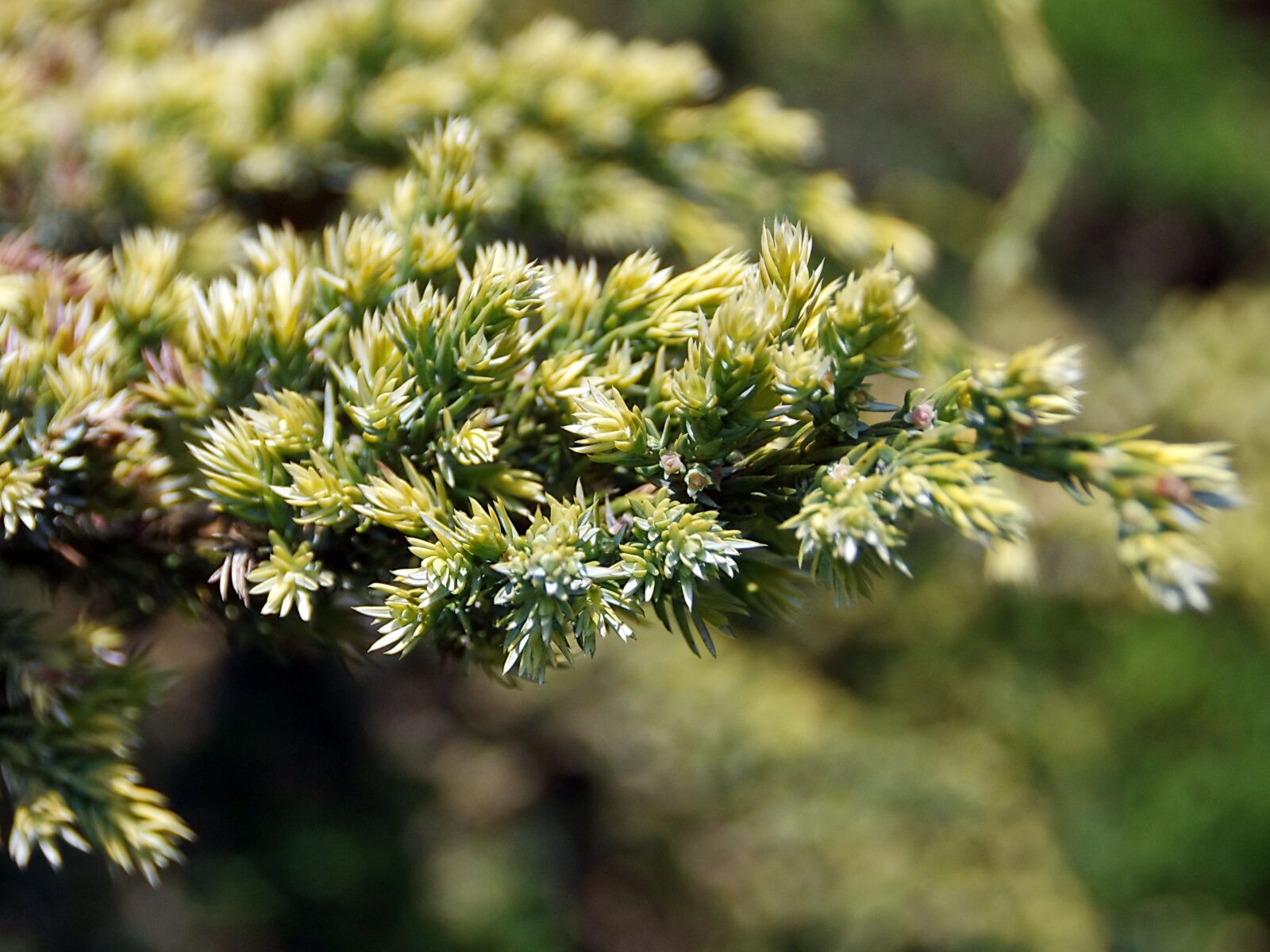 Pentax K-5 sample photo. Juniper, buds, cupressaceae photography