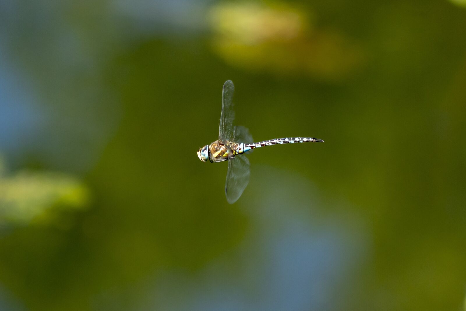 Canon EOS 1300D (EOS Rebel T6 / EOS Kiss X80) sample photo. Dragonfly, insect, macro photography