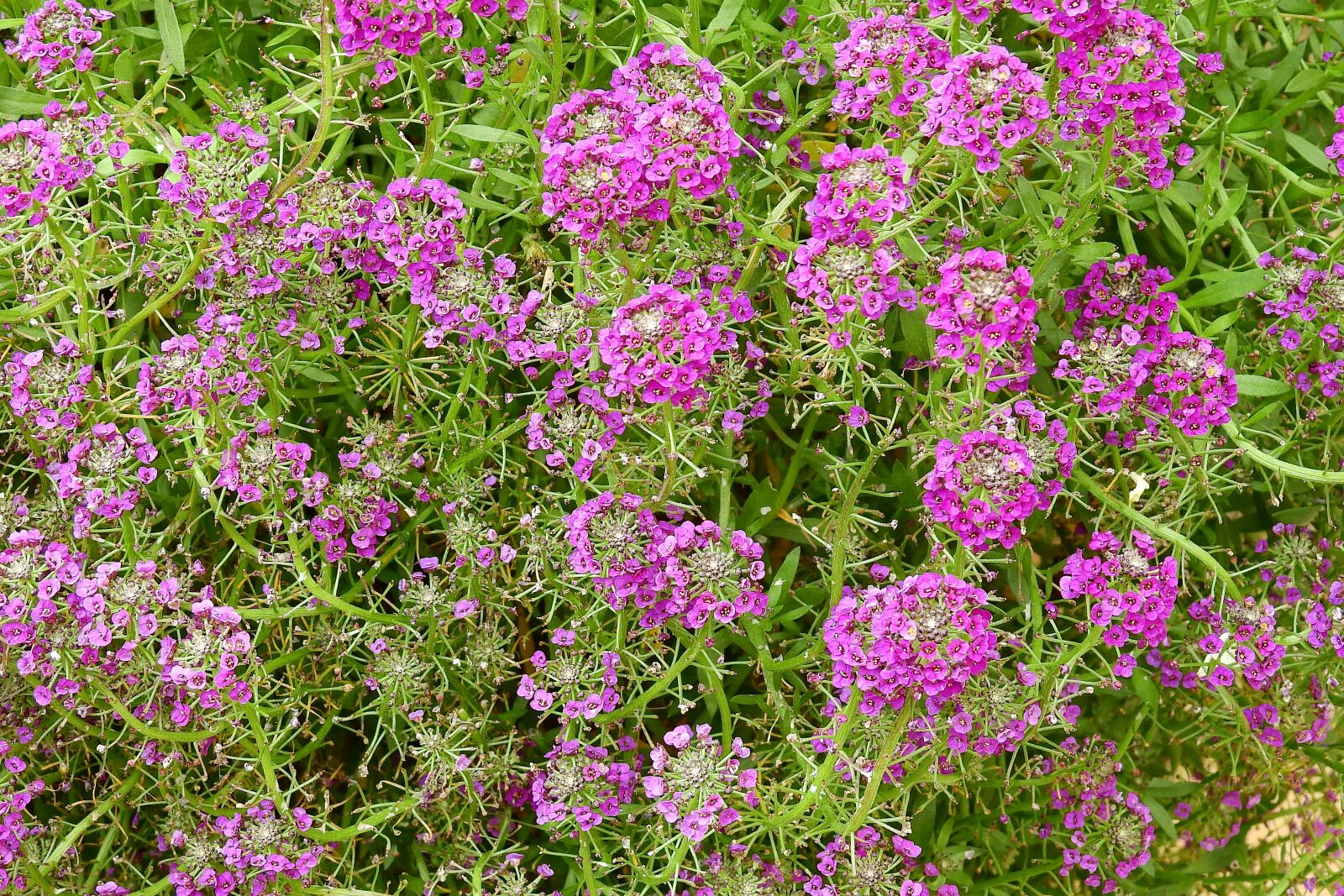 Nikon Coolpix P900 sample photo. Colorful flowers, nature, plants photography