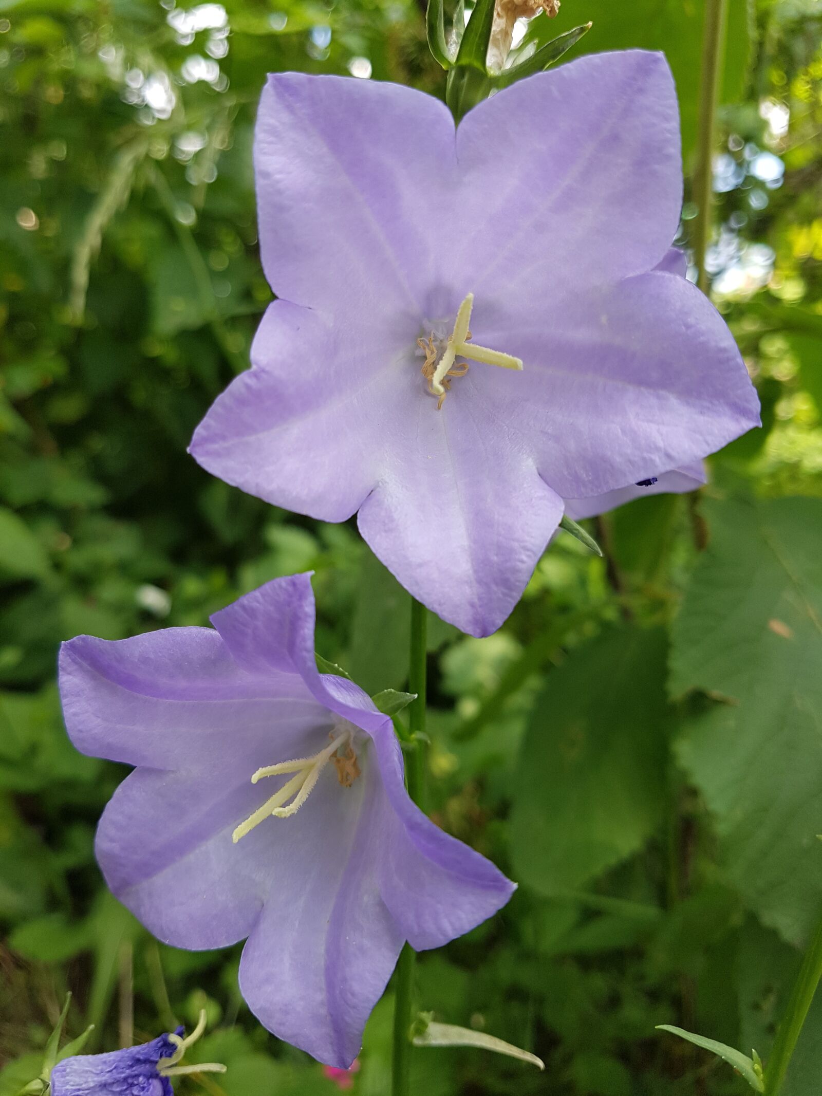 Samsung Galaxy S7 sample photo. Flower, nature, in the photography