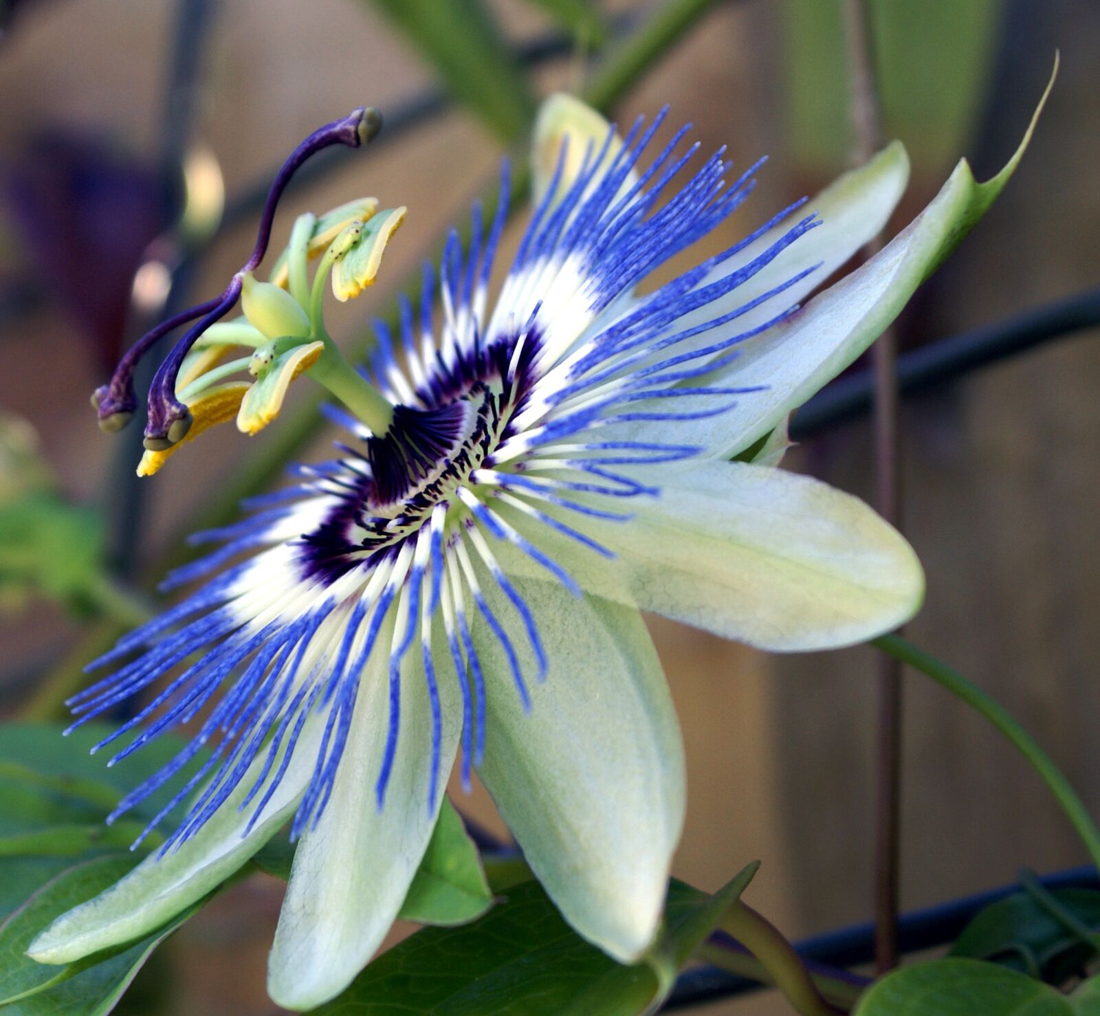 Sony Alpha DSLR-A100 sample photo. Passion flower, garden, passion photography