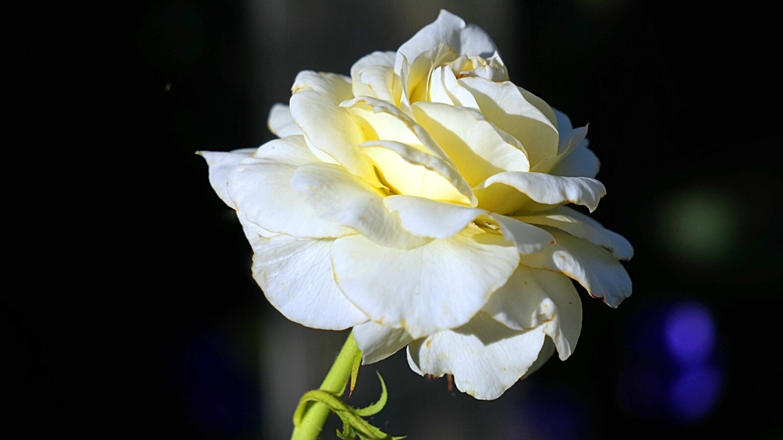 Sony Alpha a5000 (ILCE 5000) + Sony E 55-210mm F4.5-6.3 OSS sample photo. Rose, white, flowers photography