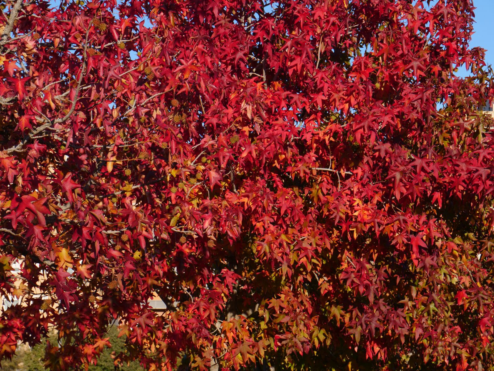 Panasonic Lumix DC-GH5 sample photo. Leaves, red, autumn photography